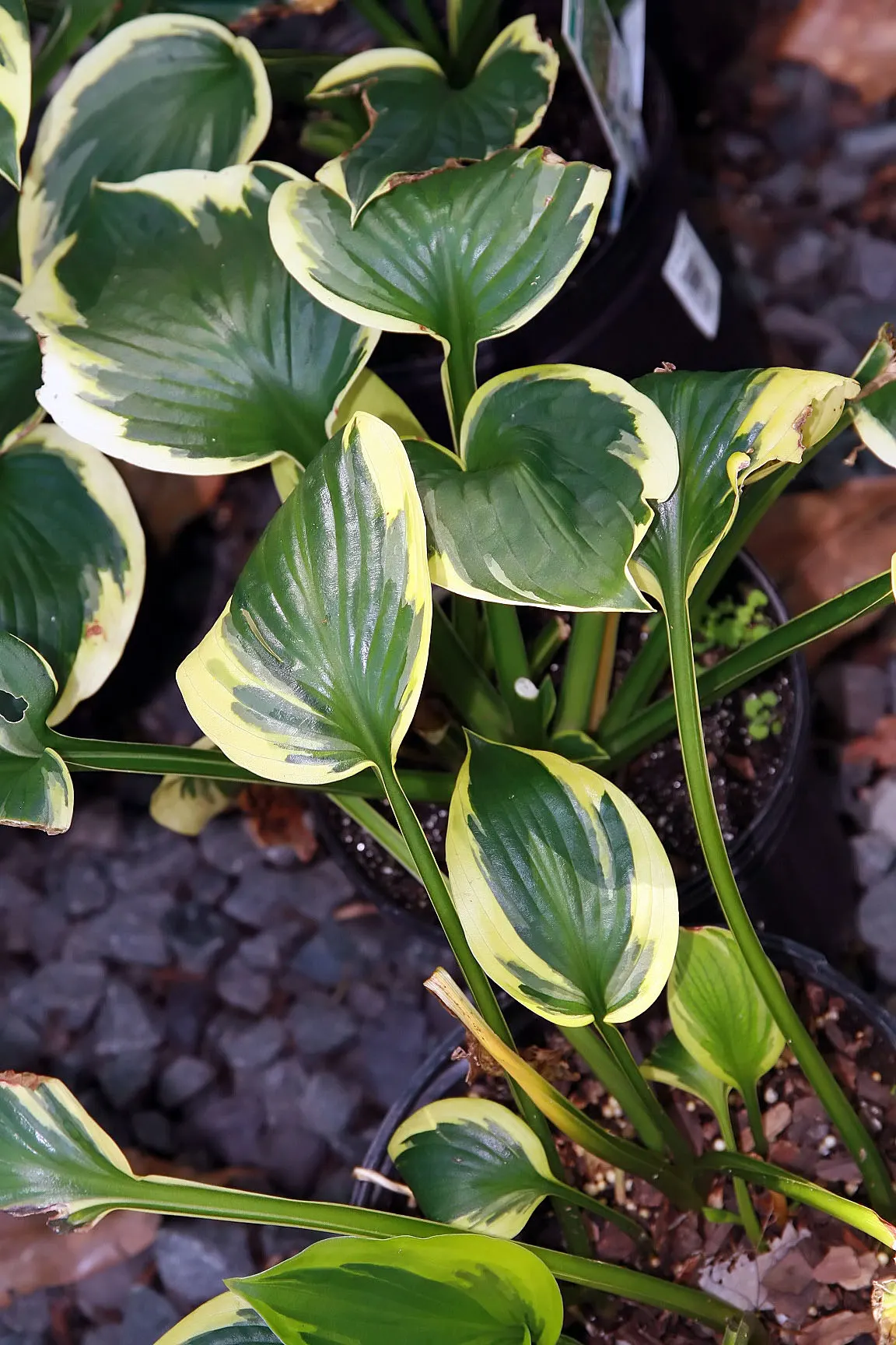 Twilight Hosta (Hosta 'Twilight') — heart-shaped leaves with a frosted green center and creamy yellow margins that mature to white