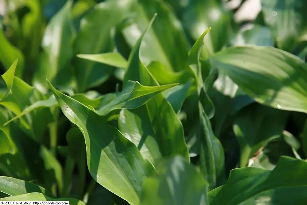 Twilight Hosta (Hosta 'Twilight') — This shade-loving plant thrives in 18-24 inch clumps