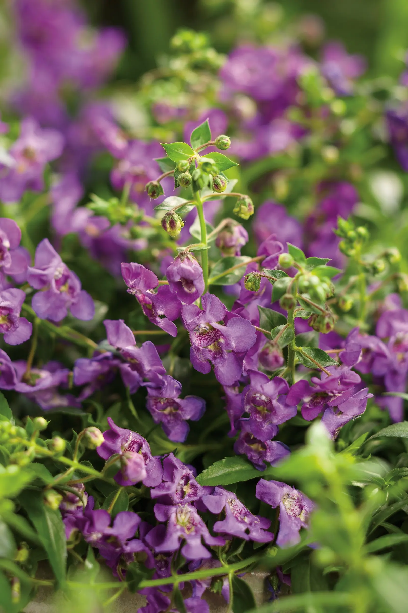 Cascade Blue Summer Snapdragon (Angelonia) — The Angelonia is a mounding-trailing annual with green foliage and upright wands of blue-purple