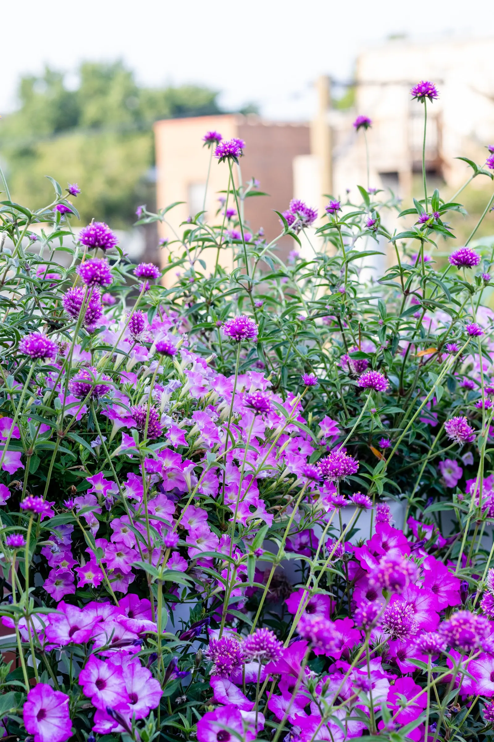 Wedgwood Pink Summer Snapdragon (Angelonia) — Wedgwood Pink Summer Snapdragon grows 18-30 inches tall and 12-18 inches wide