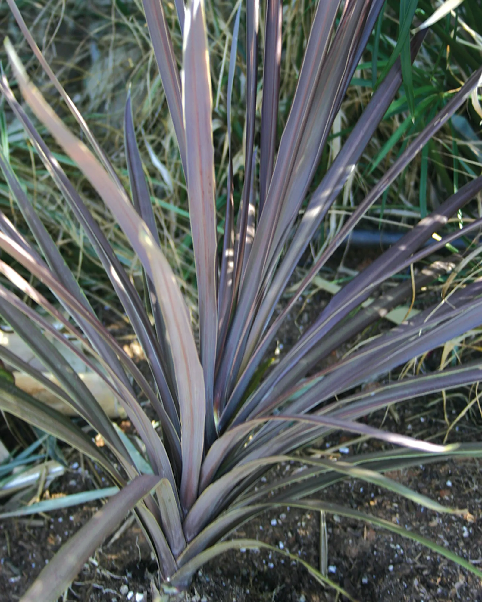 'Red Sensation' False Dracaena (Cordyline australis) — information and resources