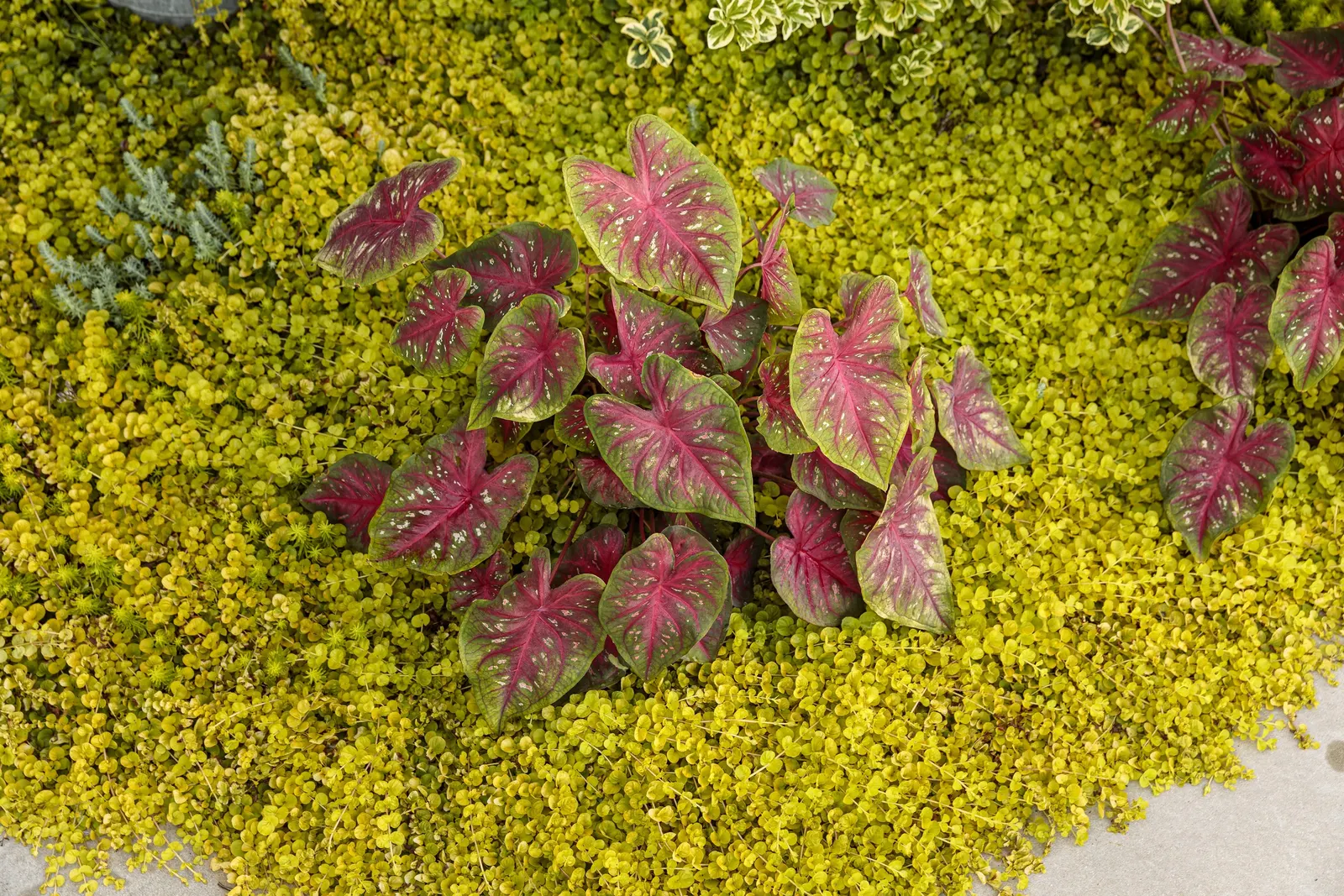 Goldilocks Creeping Jenny (Lysimachia nummularia) — information and resources; shiny golden foliage brightens any garden or container, image 10