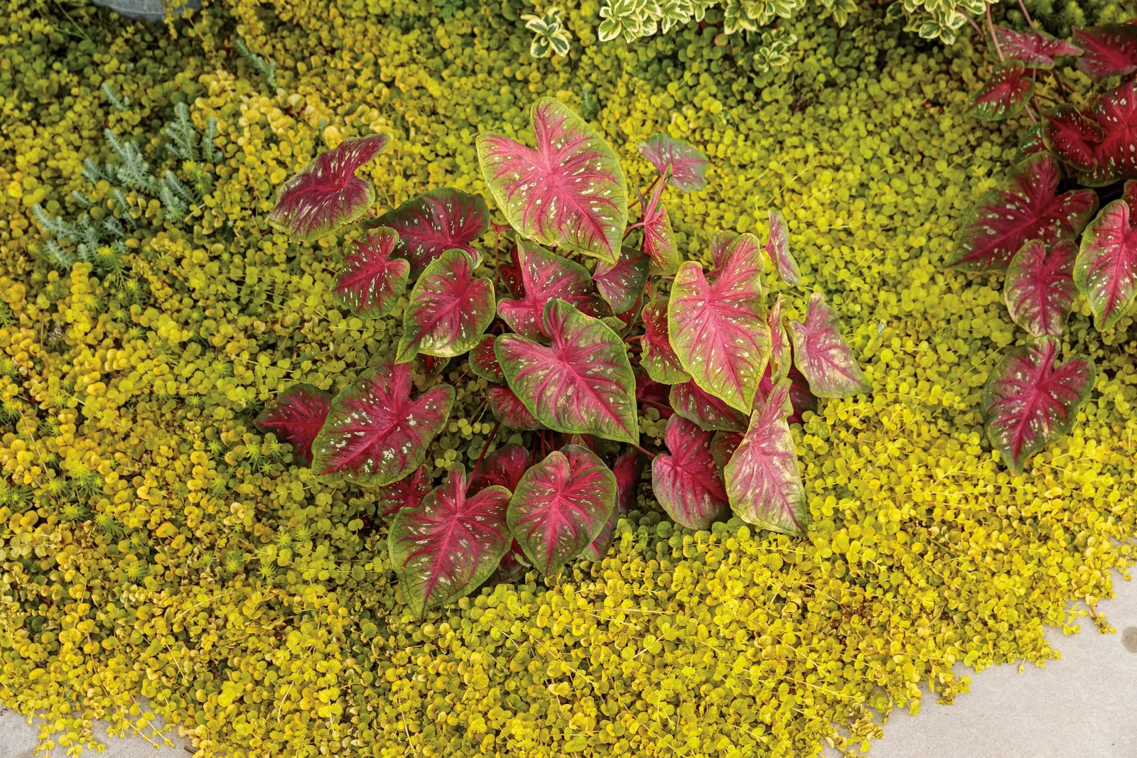 Goldilocks Creeping Jenny (Lysimachia nummularia) — Proven Winners - Goldilocks - Creeping Jenny - Lysimachia nummularia none plant details; great, image 13