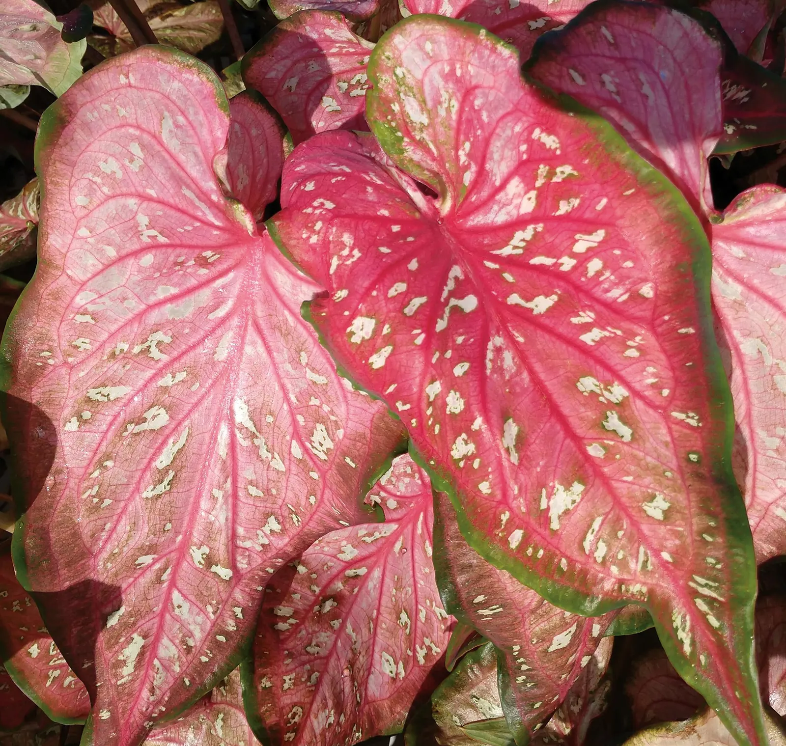 Caribbean Coral Shade Caladium (Caladium hortulanum) — From the Proven Winners® Heart to Heart® collection; deer resistance and easy maintenance, image 62
