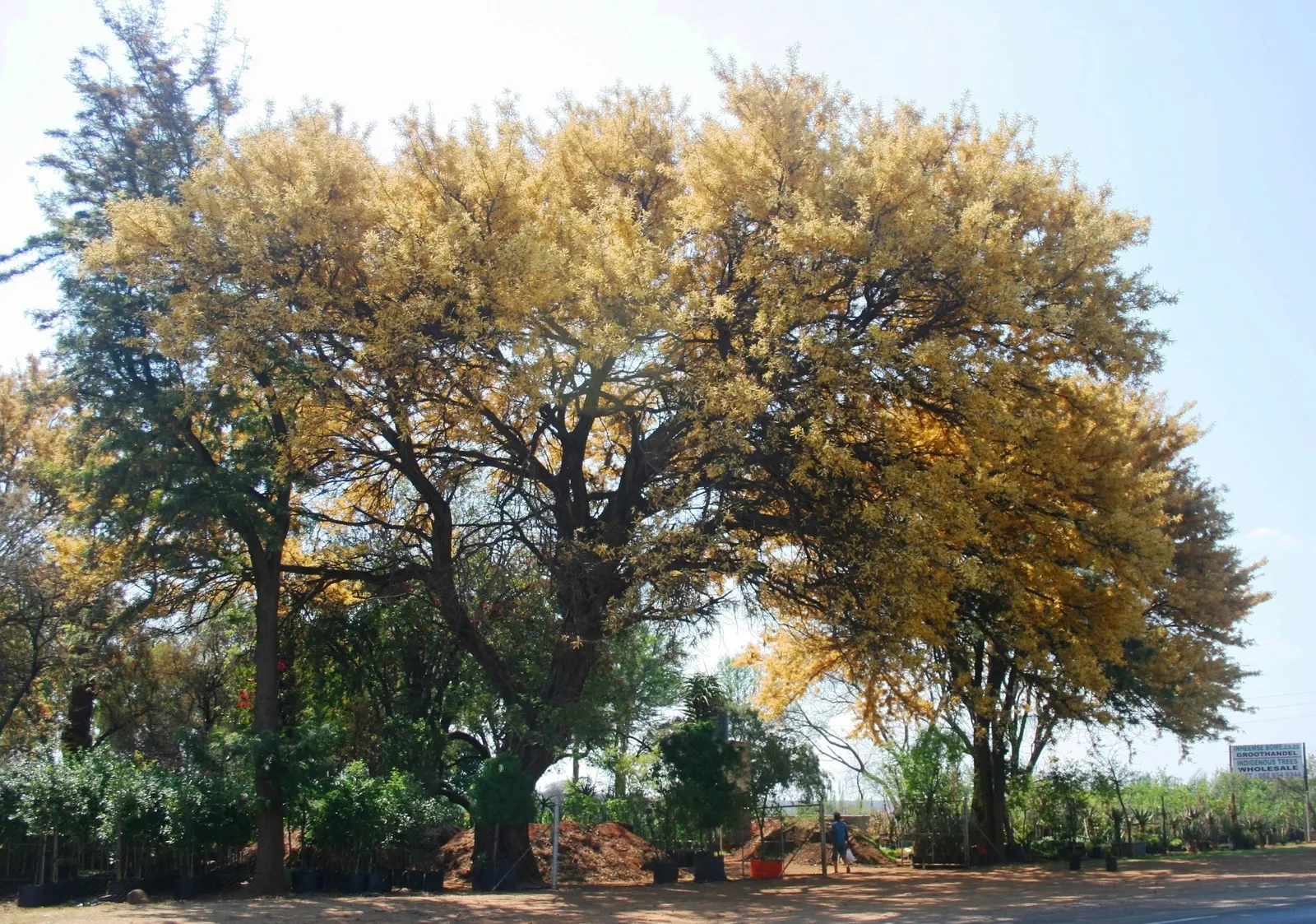 Monkey Thorn (Acacia Galpinii) — it offers refreshing shade and fragrant