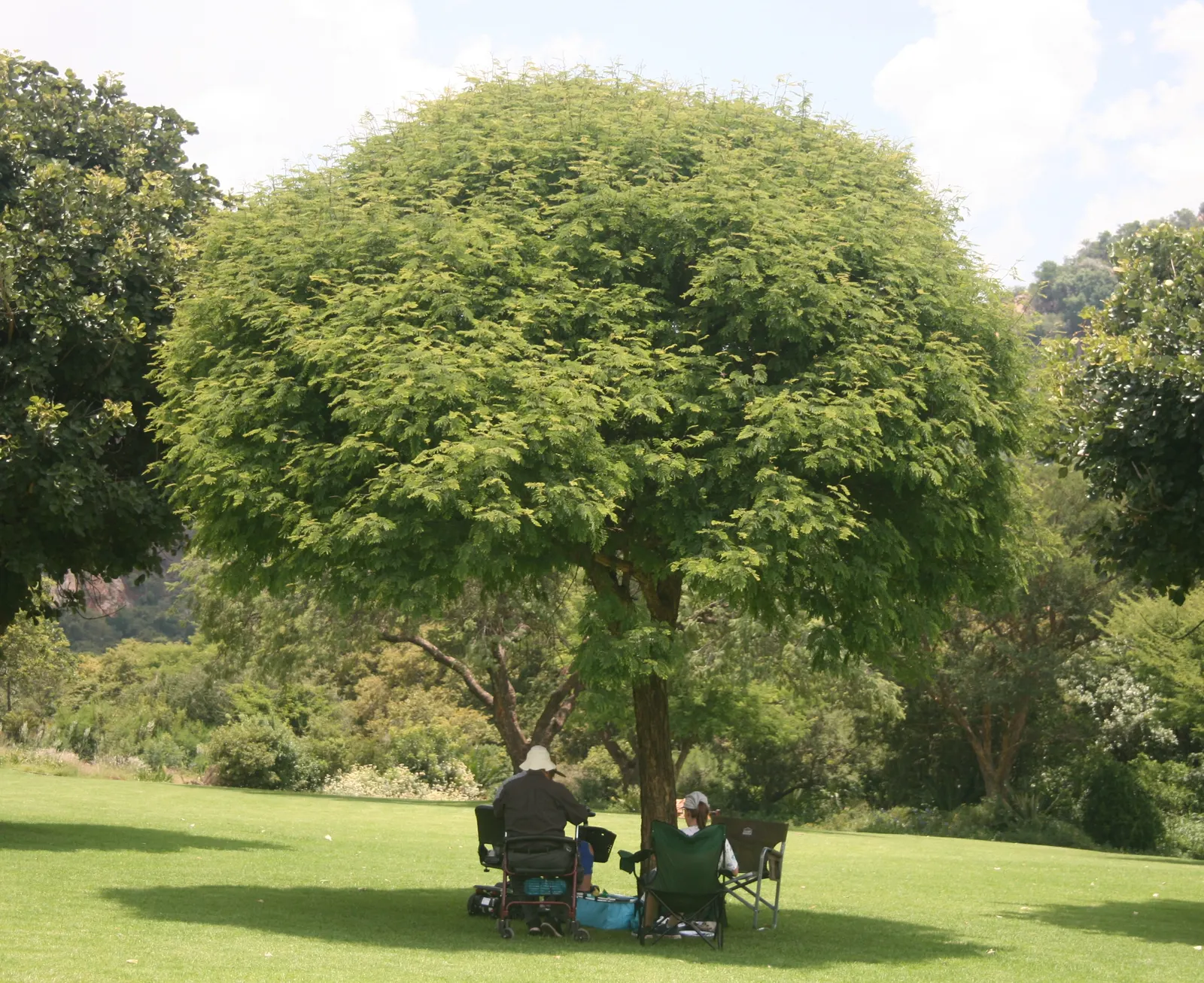 Monkey Thorn (Acacia Galpinii) — Renowned for its twisted thorns and lush foliage
