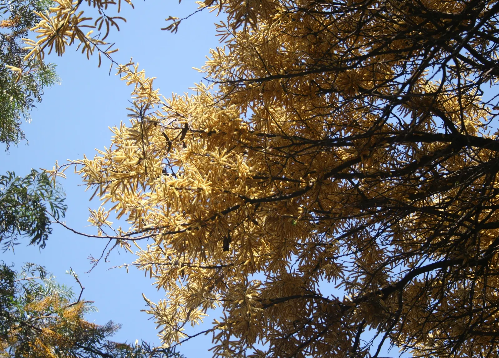 Monkey Thorn (Acacia Galpinii) — Ideal for larger landscapes, its imposing presence and wildlife attraction add robust natural charm