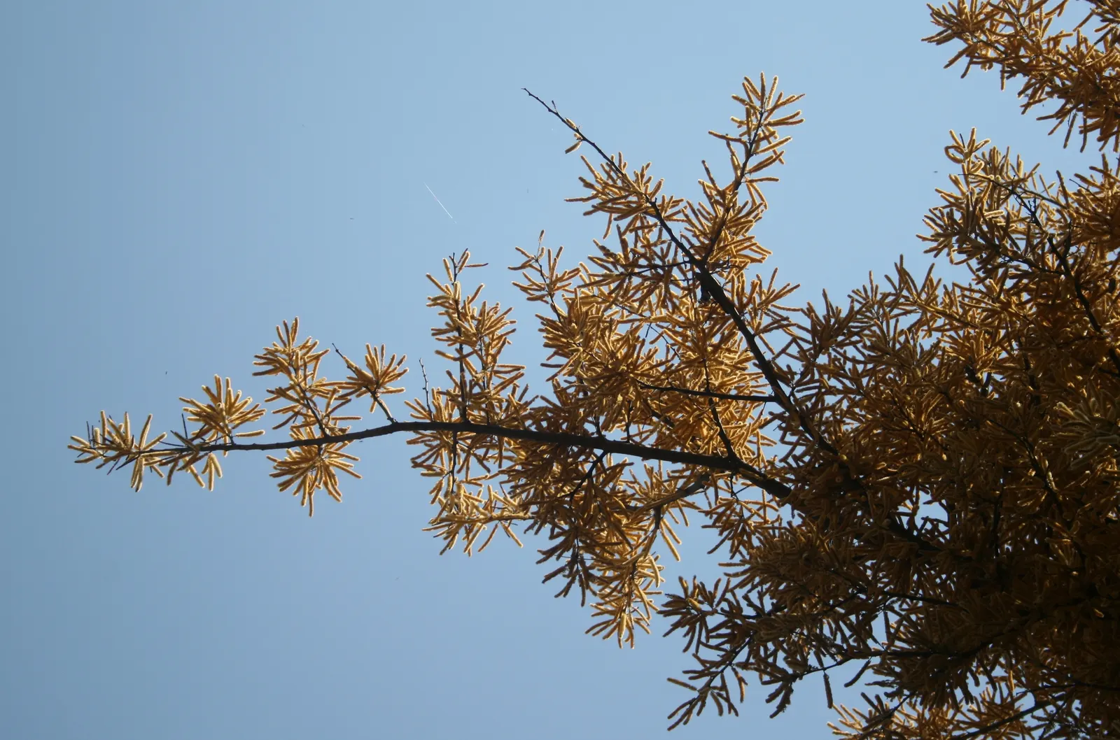 Monkey Thorn (Acacia Galpinii) — Adaptable to various soils, it requires full sun and moderate watering