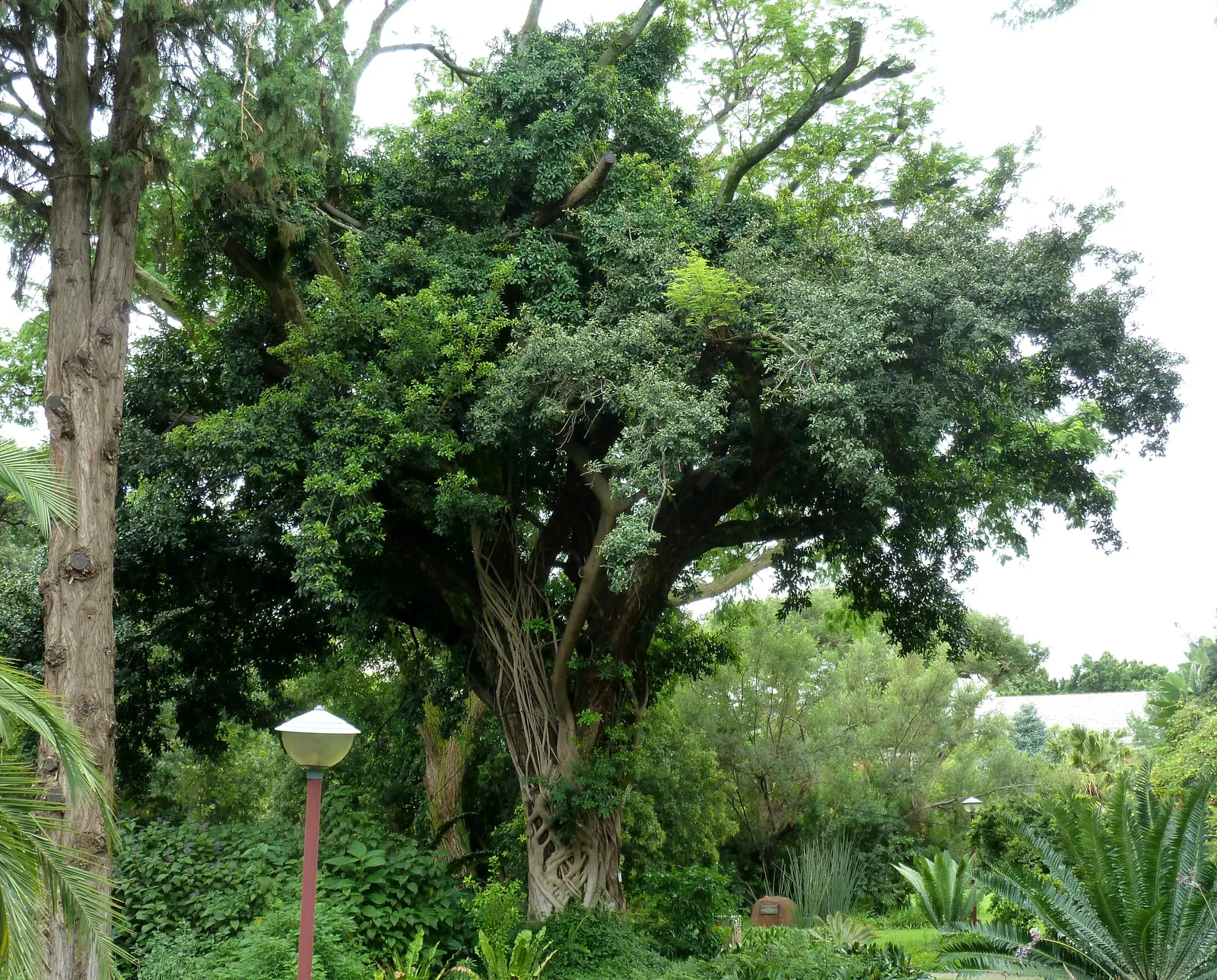 Monkey Thorn (Acacia Galpinii) — is a grand deciduous tree reaching up to 50 feet high with a sprawling canopy