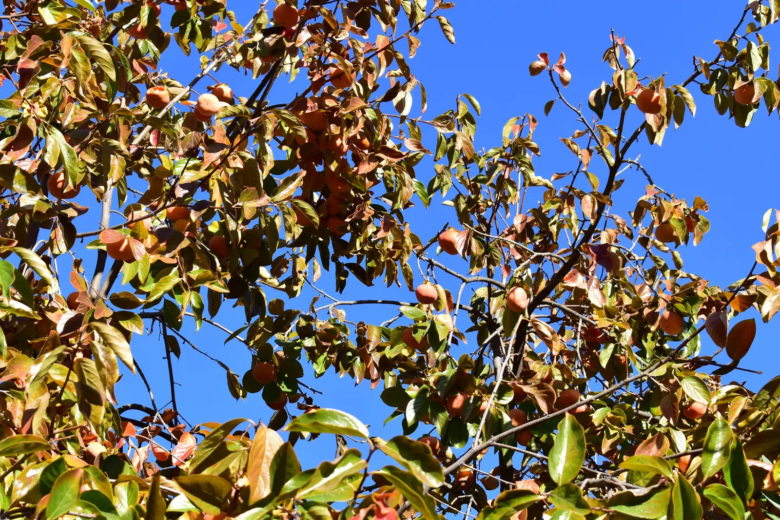 Persimmon (Diospyros Kaki) — brightly-hued orbs hang like ornaments amid the branches; it is crucial to ensure adequate irrigation during the establishment