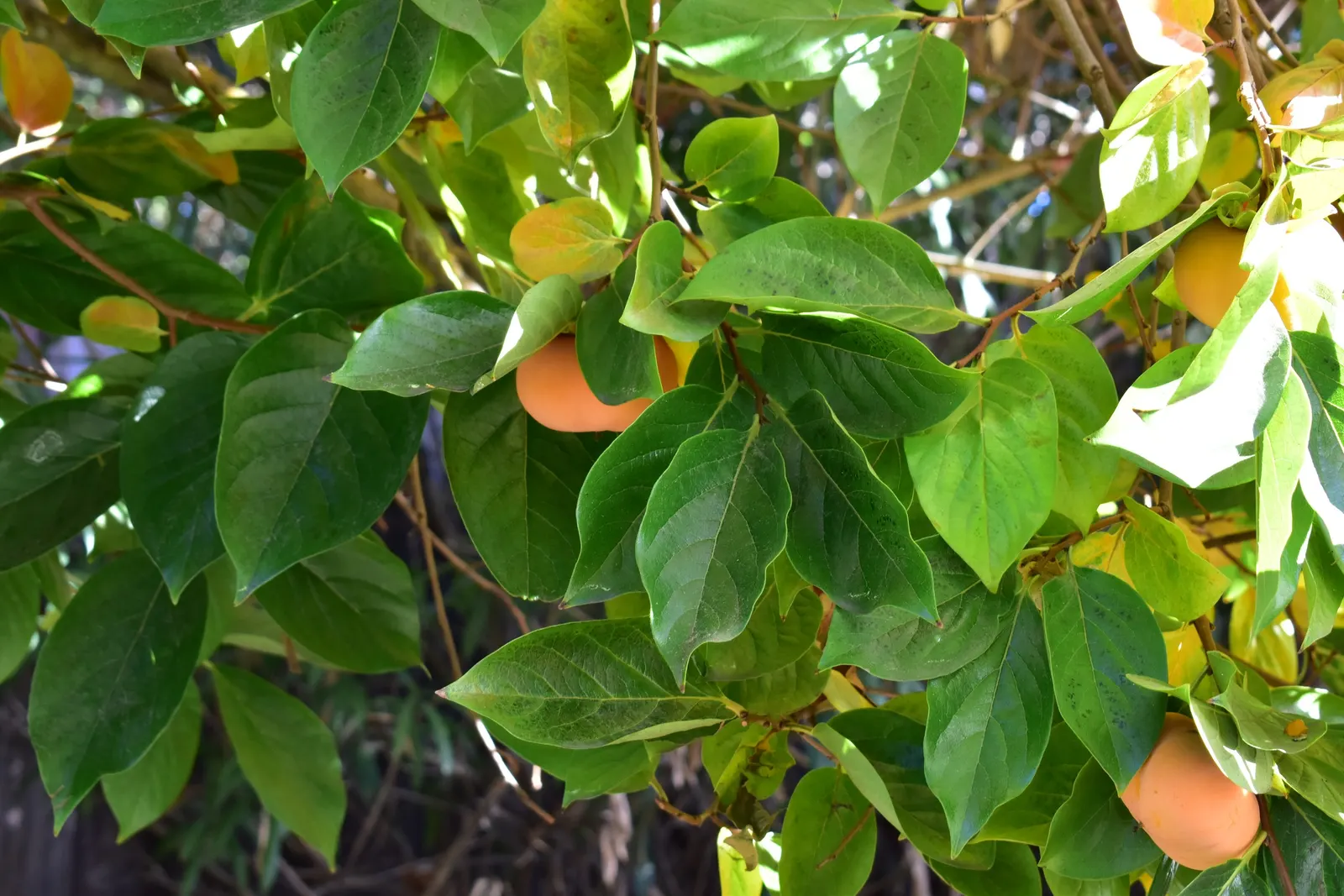 Persimmon (Diospyros Kaki) — Persimmon trees bear their hallmark fruit; ideal for focal points in diverse landscape designs