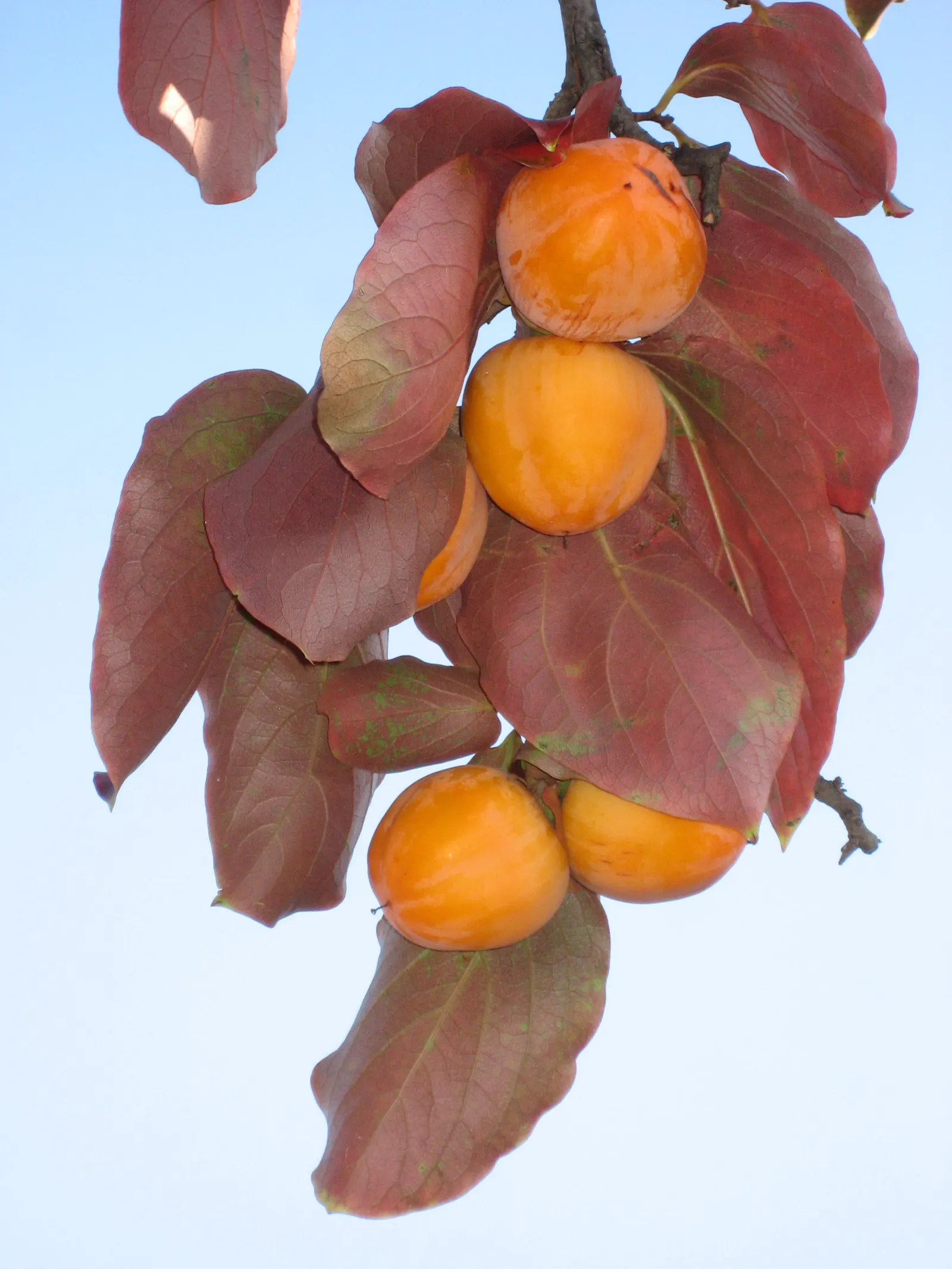 Persimmon (Diospyros Kaki) — but they also attract an assembly of wildlife