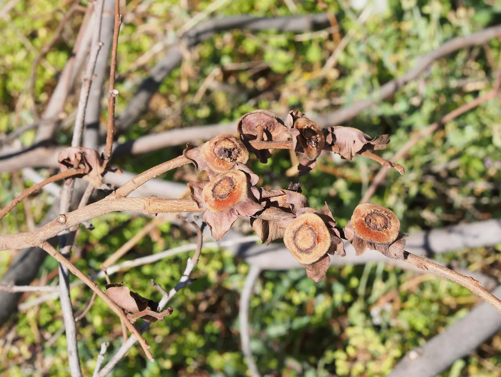 Persimmon (Diospyros Kaki) — enriching the ecosystem of their garden; persimmon trees bear their hallmark fruit