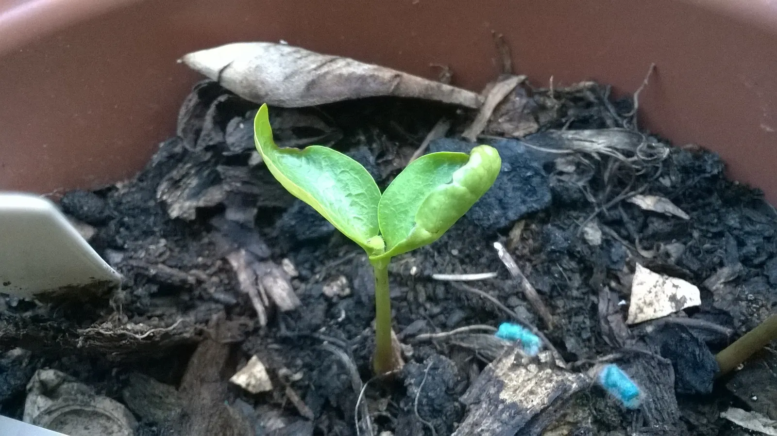 Persimmon (Diospyros Kaki) — which range from 1 to 6 inches in diameter