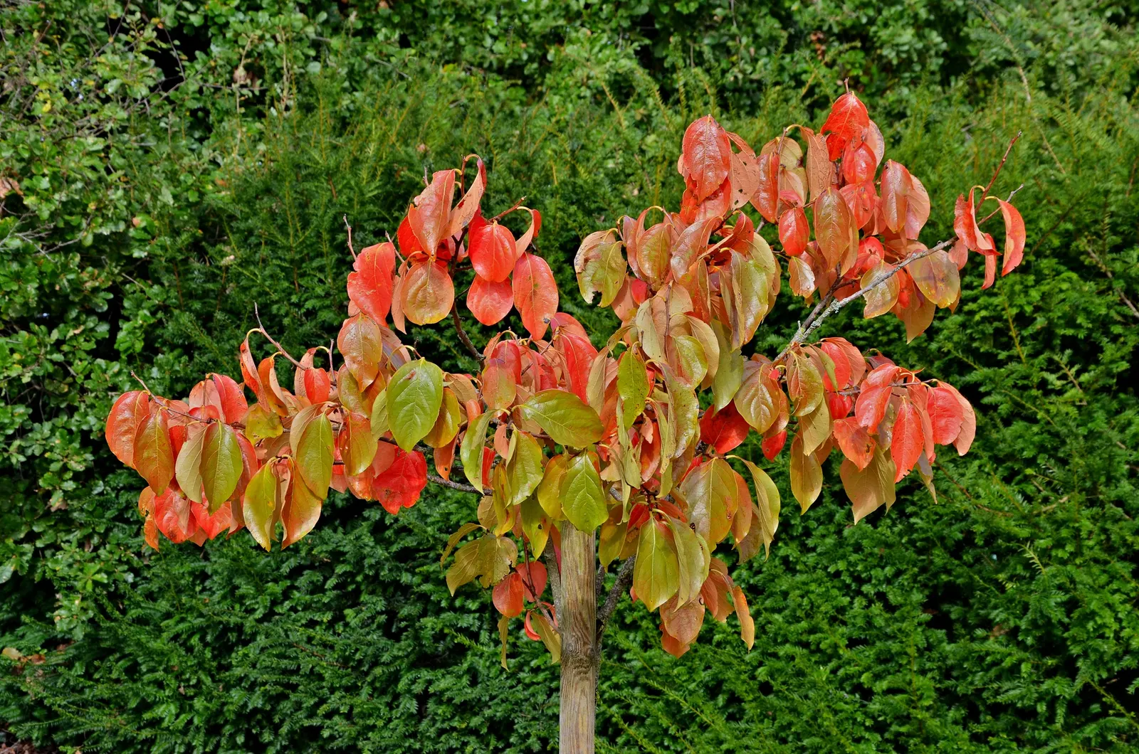 Persimmon (Diospyros Kaki) — enriching the ecosystem of their garden