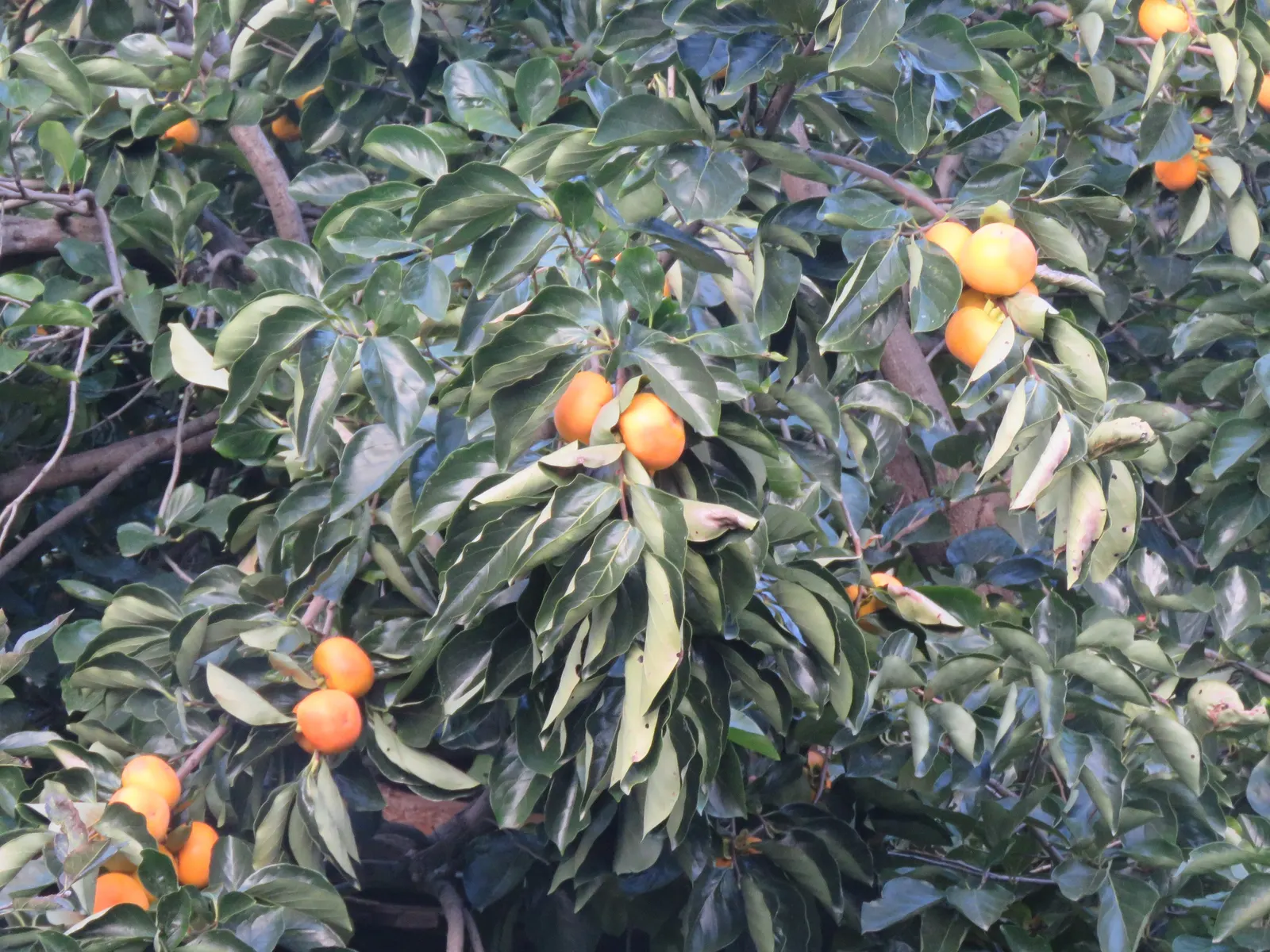 Persimmon (Diospyros Kaki) — is a deciduous tree celebrated for its vibrant autumn foliage and sweet; it can stand at an impressive height of 20 to, image 56