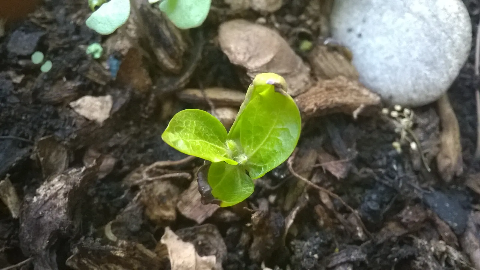 Persimmon (Diospyros Kaki) — commonly known as Persimmon
