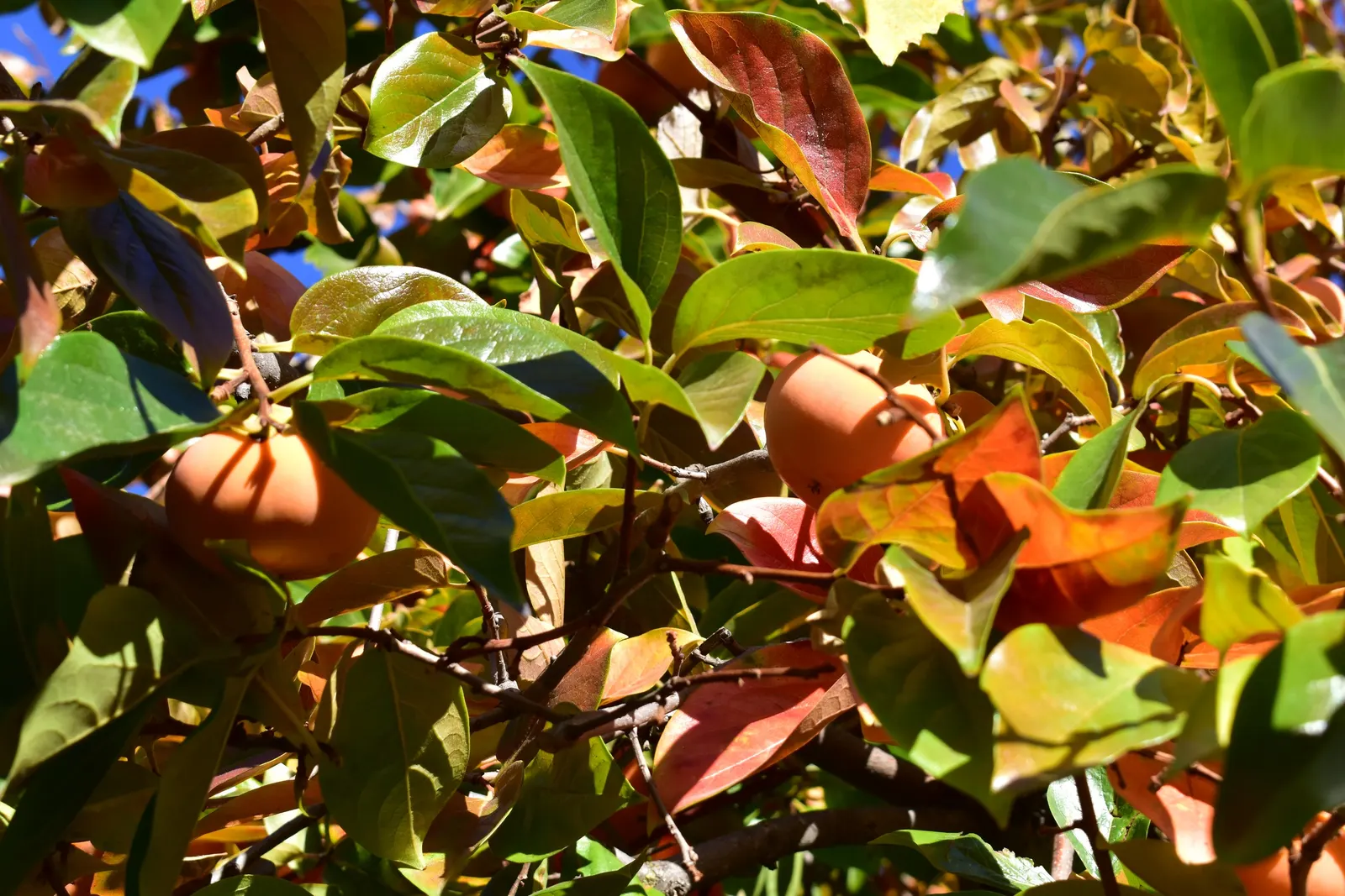 Persimmon (Diospyros Kaki) — Concurrent with the foliage change