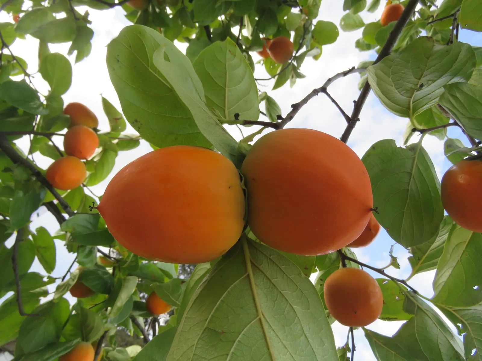 Persimmon (Diospyros Kaki) — Persimmon trees bear their hallmark fruit
