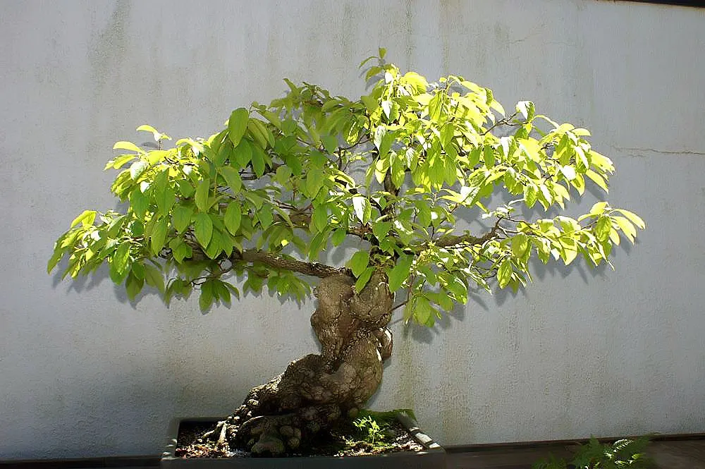 Persimmon (Diospyros Kaki) — The tree prefers well-drained soils and full sun exposure; but they also attract an assembly of wildlife, image 58