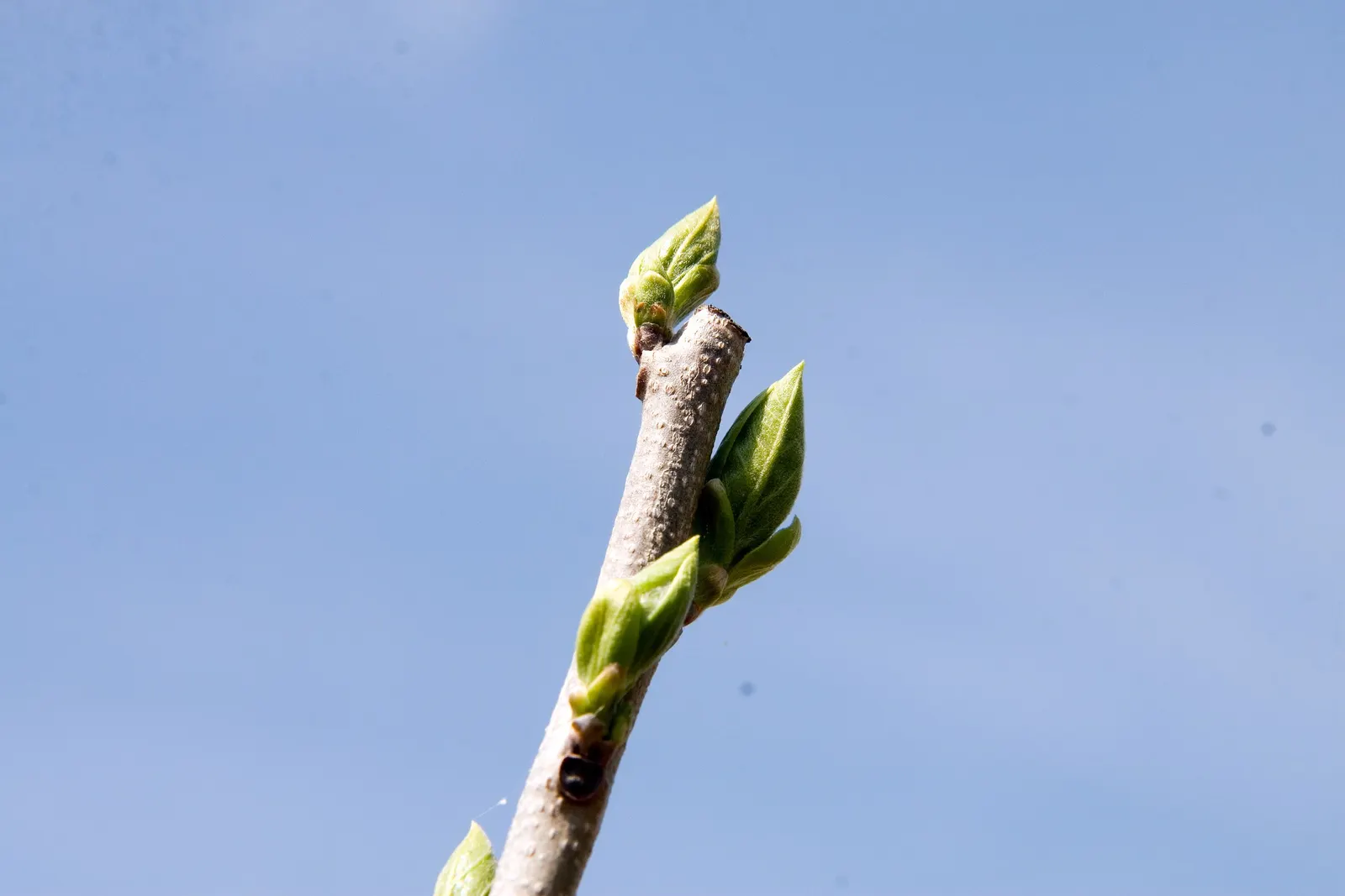 Persimmon (Diospyros Kaki) — It typically reaches 20-30 feet in height, with a similar spread; which range from 1 to 6 inches in diameter, image 57
