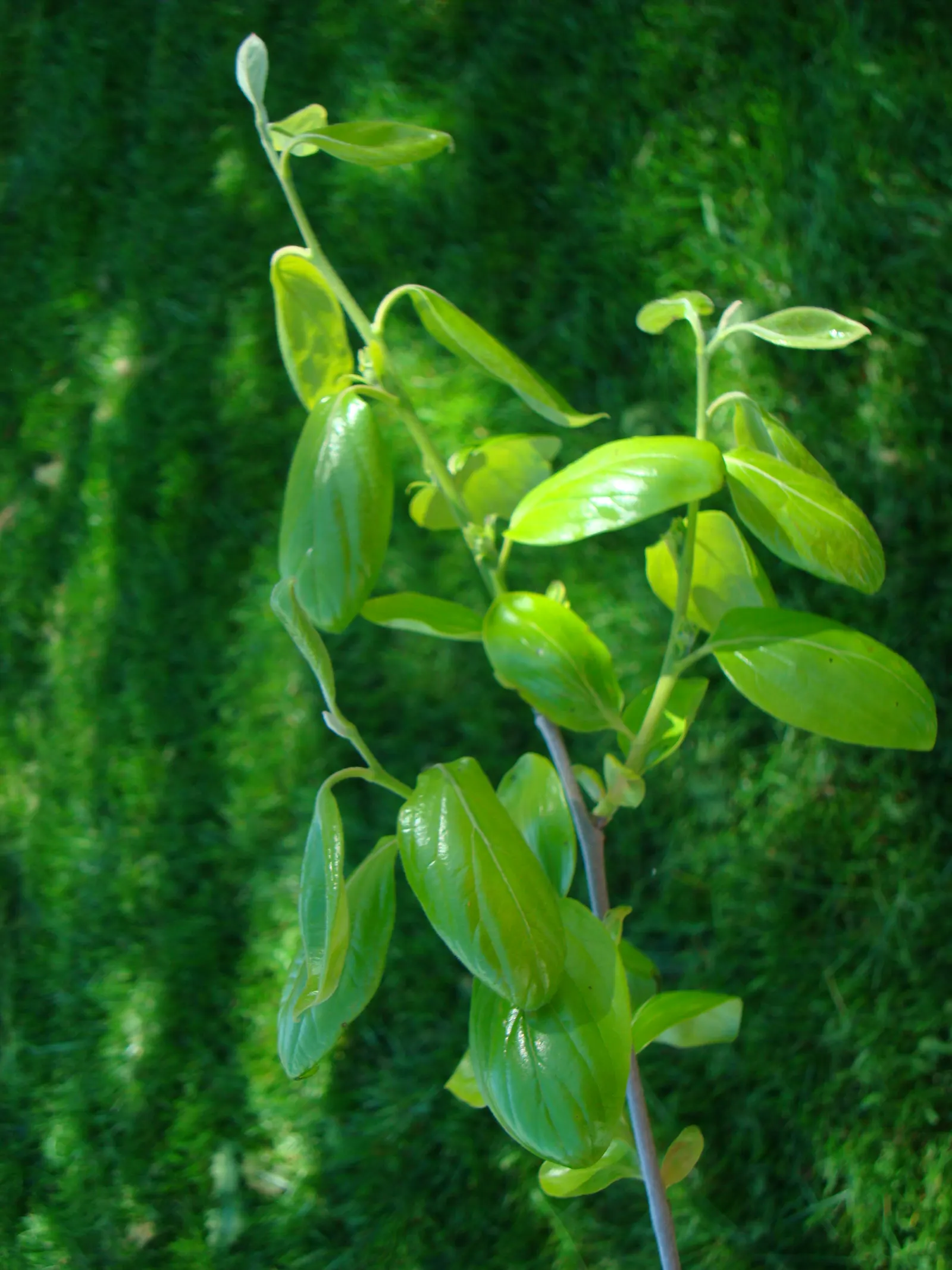 Persimmon (Diospyros Kaki) — but they also attract an assembly of wildlife; boasts a distinguished presence in any garden landscape