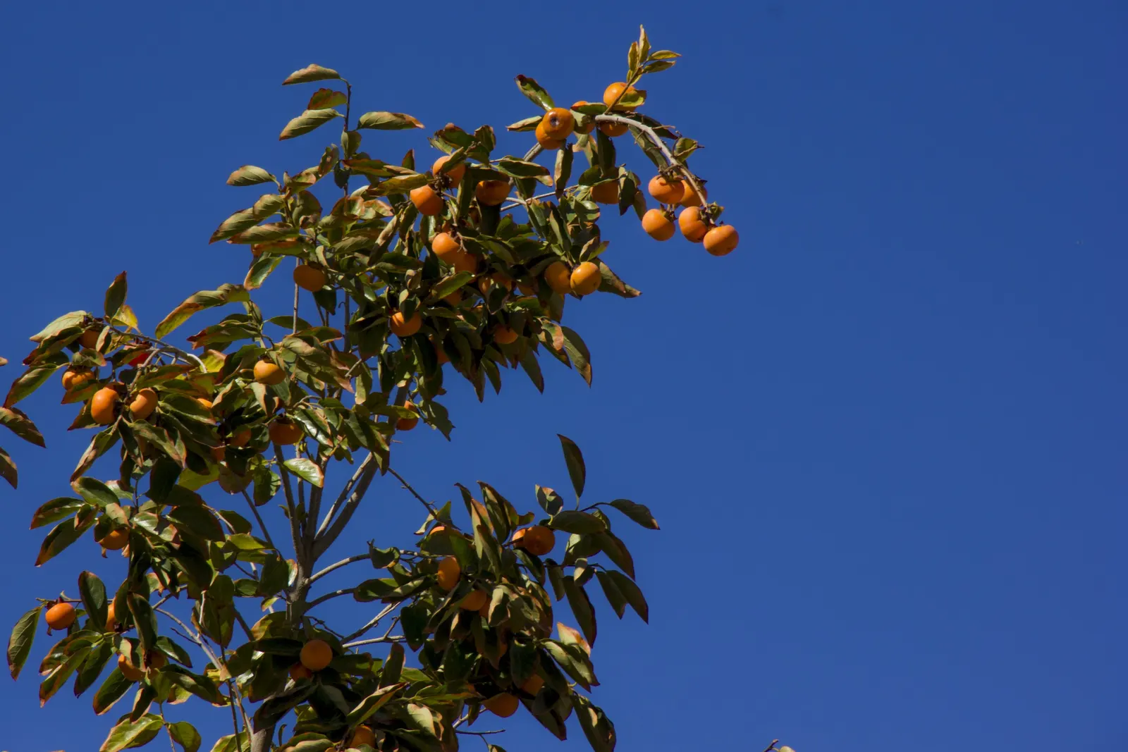 Persimmon (Diospyros Kaki) — boasts a distinguished presence in any garden landscape; the Persimmon tree offers a robust display of foliage from spring through