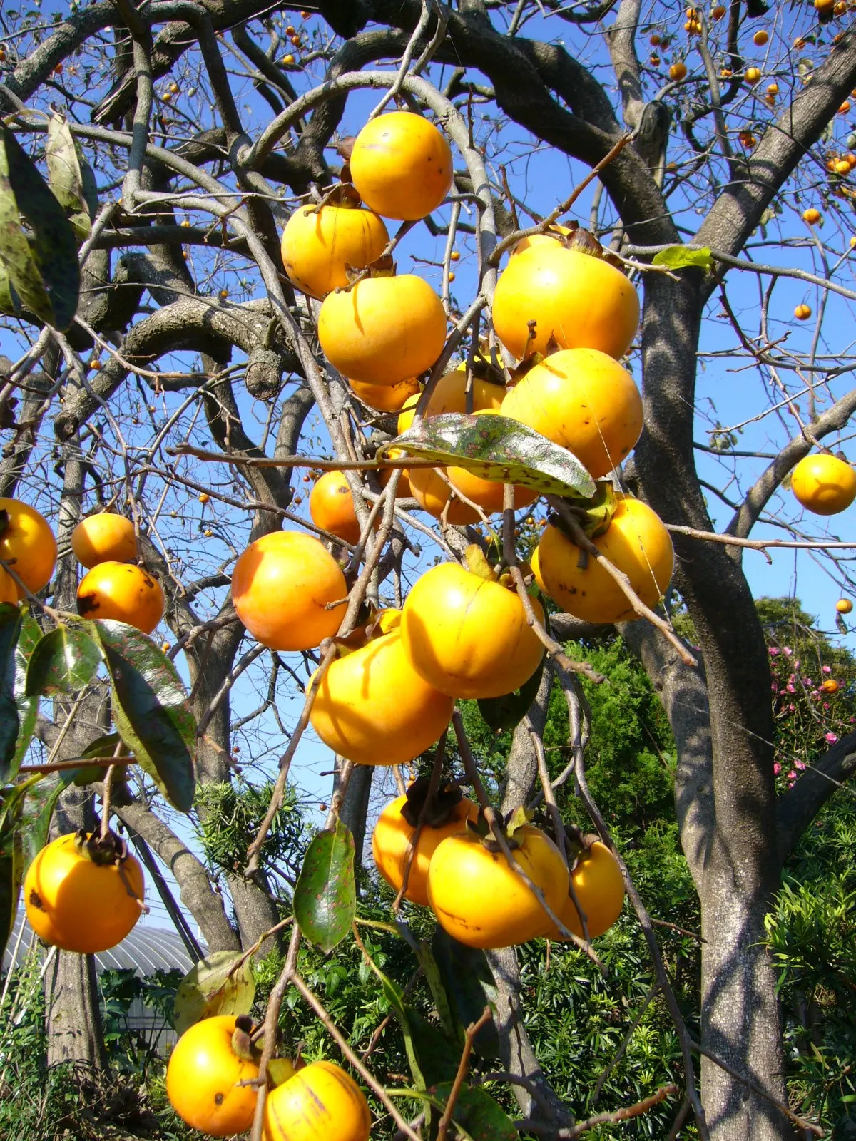 Persimmon (Diospyros Kaki) — glossy green leaves that can grow up to 7 inches long