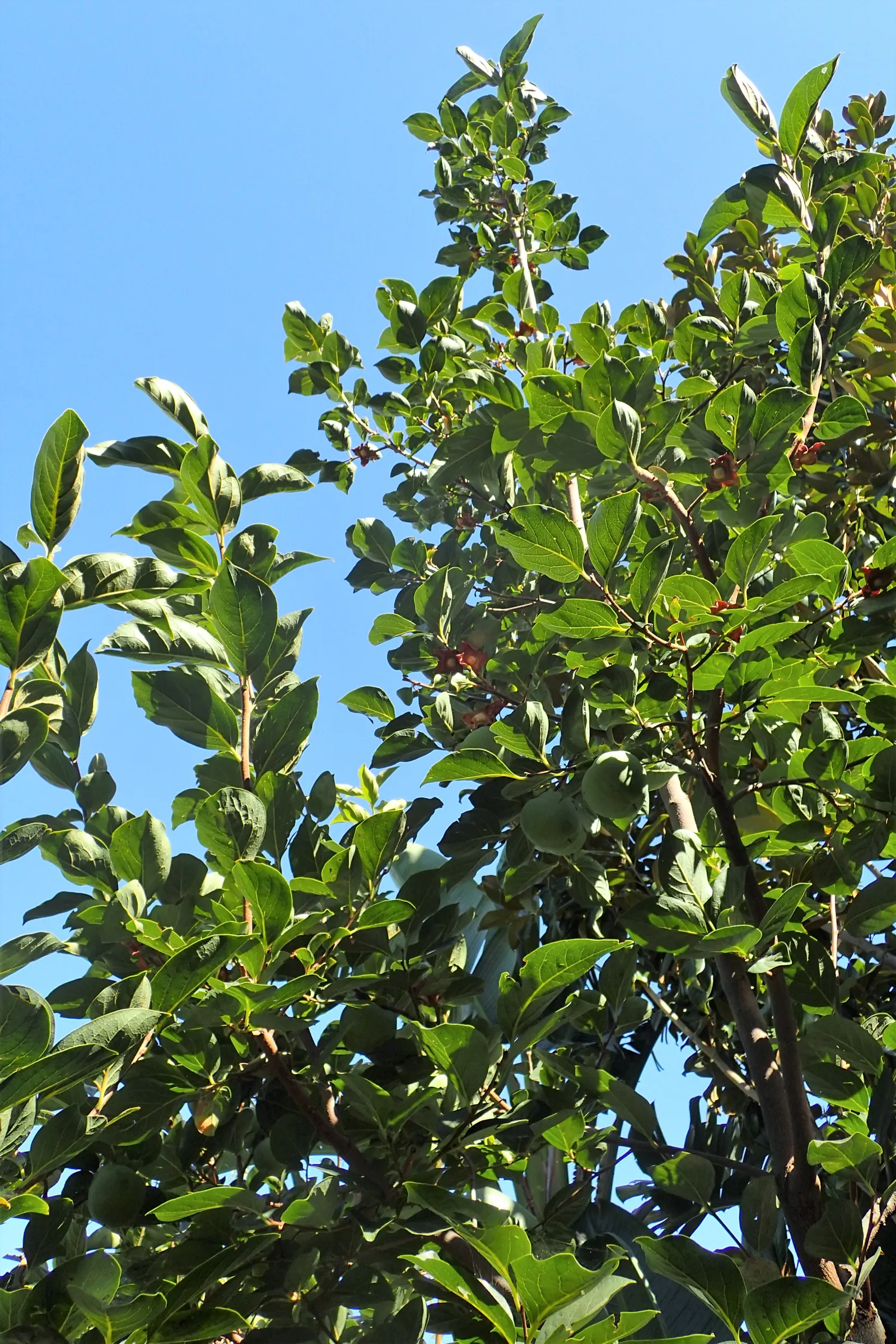 Persimmon (Diospyros Kaki) — It typically reaches 20-30 feet in height, with a similar spread