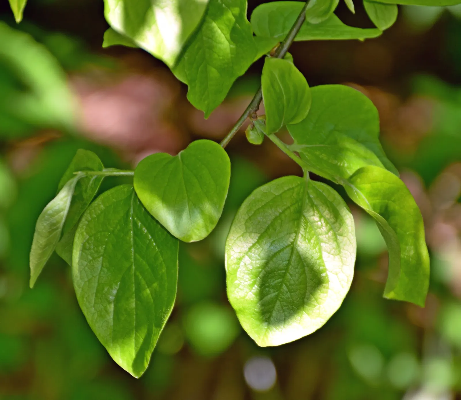 Persimmon (Diospyros Kaki) — Ideal for focal points in diverse landscape designs