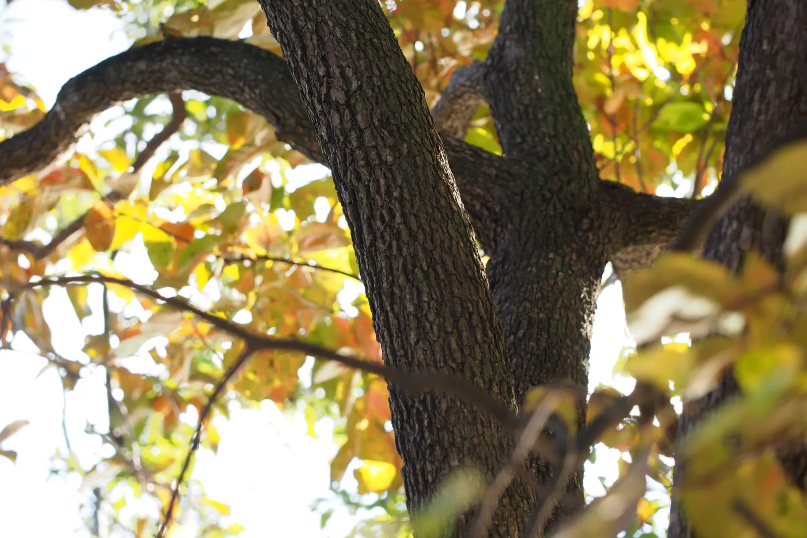 Persimmon (Diospyros Kaki) — It flourishes under full sun exposure but can tolerate partial shade
