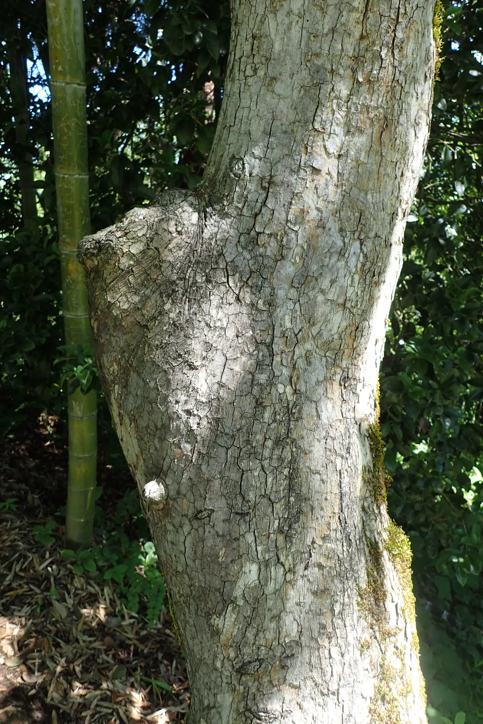 Persimmon (Diospyros Kaki) — tree for full; not only do the fruits offer delightful autumnal harvests for the client