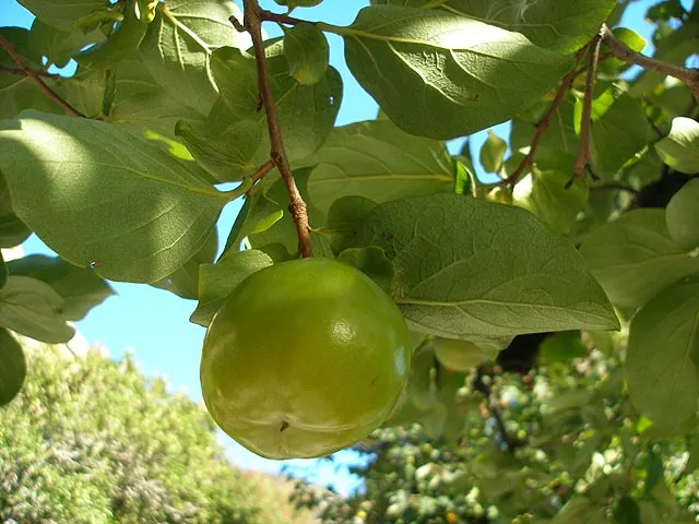 Persimmon (Diospyros Kaki) — tree for full