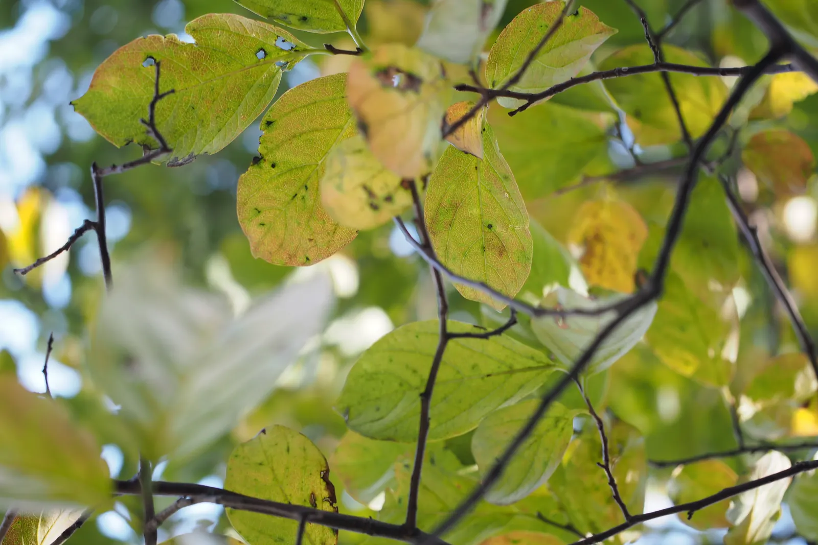 Persimmon (Diospyros Kaki) — brightly-hued orbs hang like ornaments amid the branches