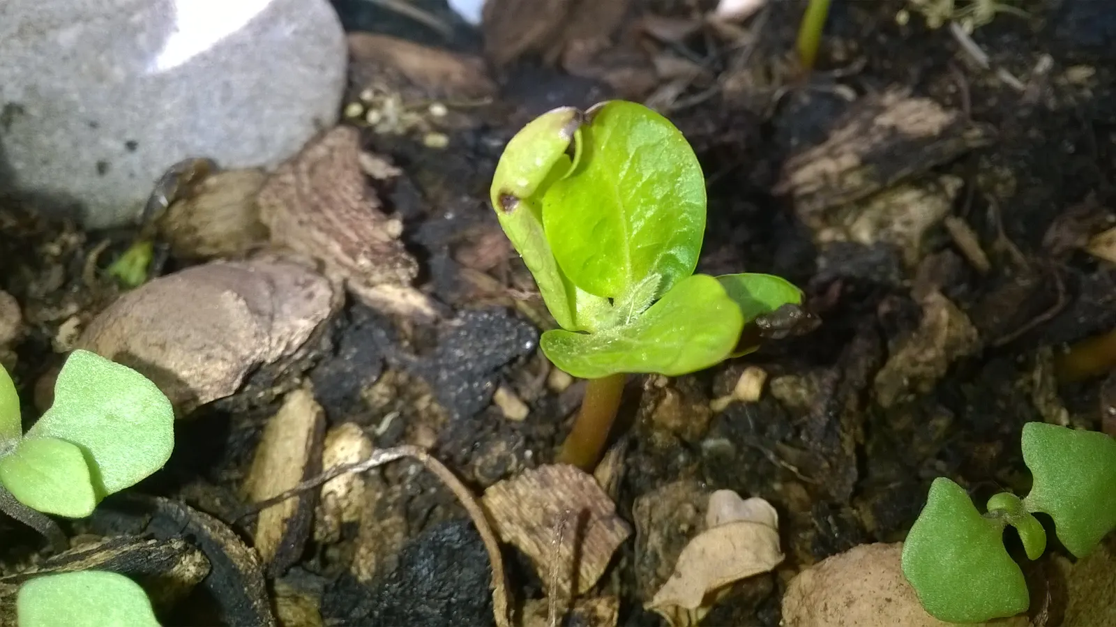 Persimmon (Diospyros Kaki) — glossy green leaves that can grow up to 7 inches long; tree for full