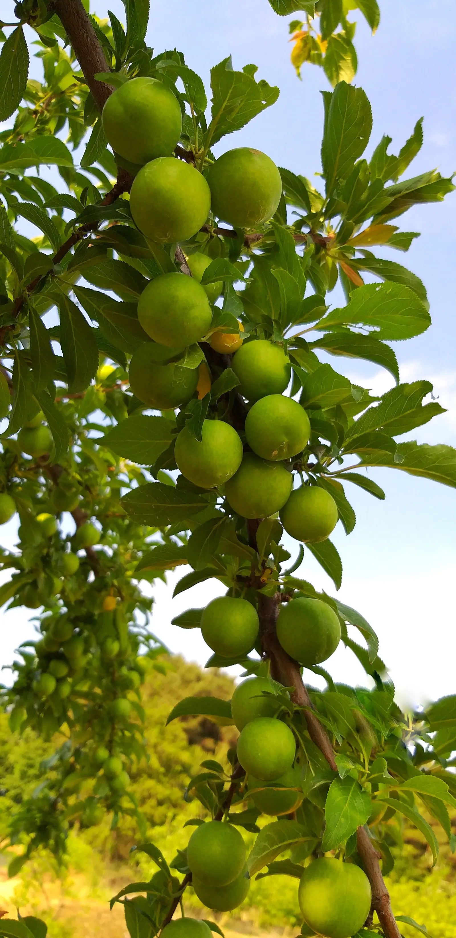 Persimmon (Diospyros Kaki) — providing a stunning visual interest; it flourishes under full sun exposure but can tolerate partial shade
