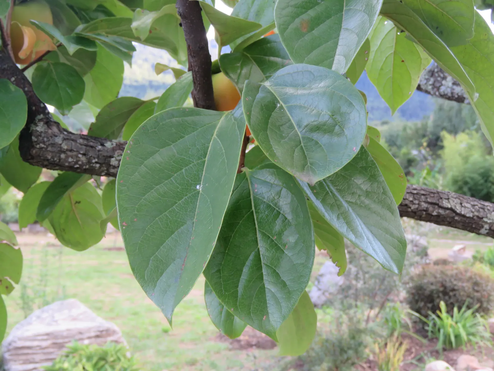 Persimmon (Diospyros Kaki) — commonly known as Persimmon; the tree prefers well-drained soils and full sun exposure, image 55
