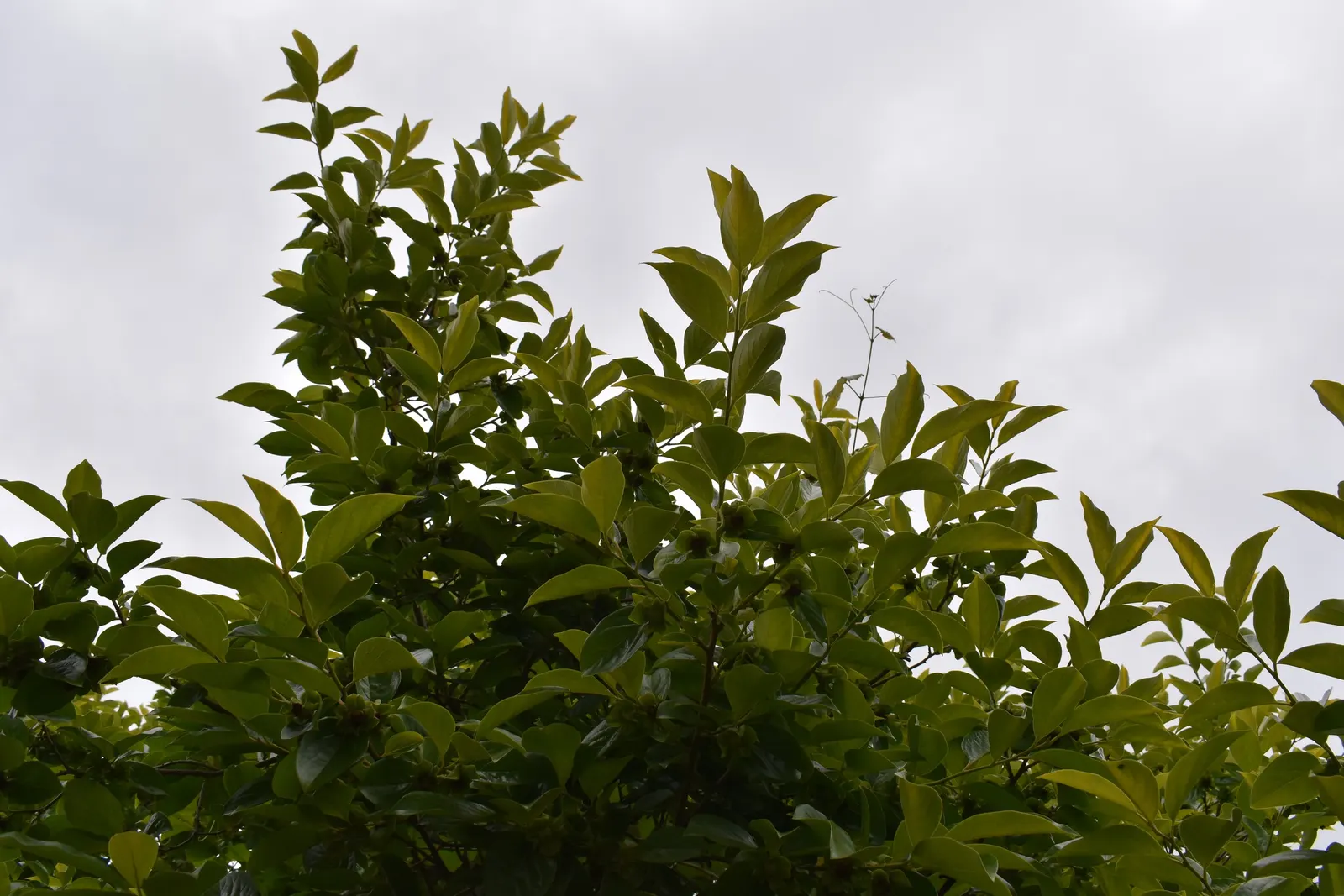 Persimmon (Diospyros Kaki) — is a deciduous tree celebrated for its vibrant autumn foliage and sweet