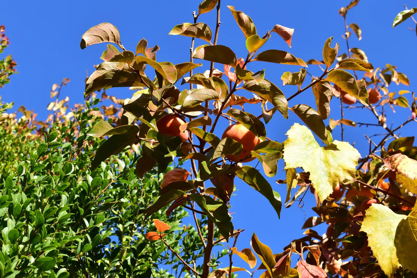 Persimmon (Diospyros Kaki) — It is crucial to ensure adequate irrigation during the establishment period; concurrent with the foliage change