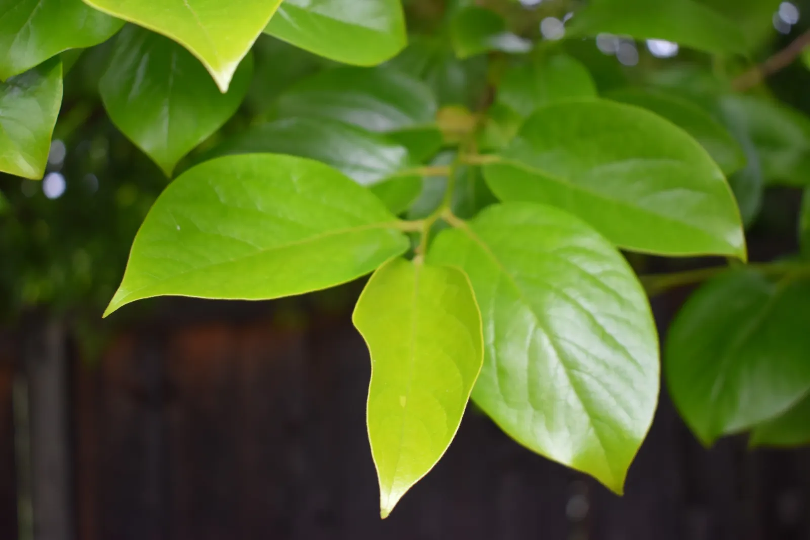 Persimmon (Diospyros Kaki) — It flourishes under full sun exposure but can tolerate partial shade; scientifically known as Diospyros kaki