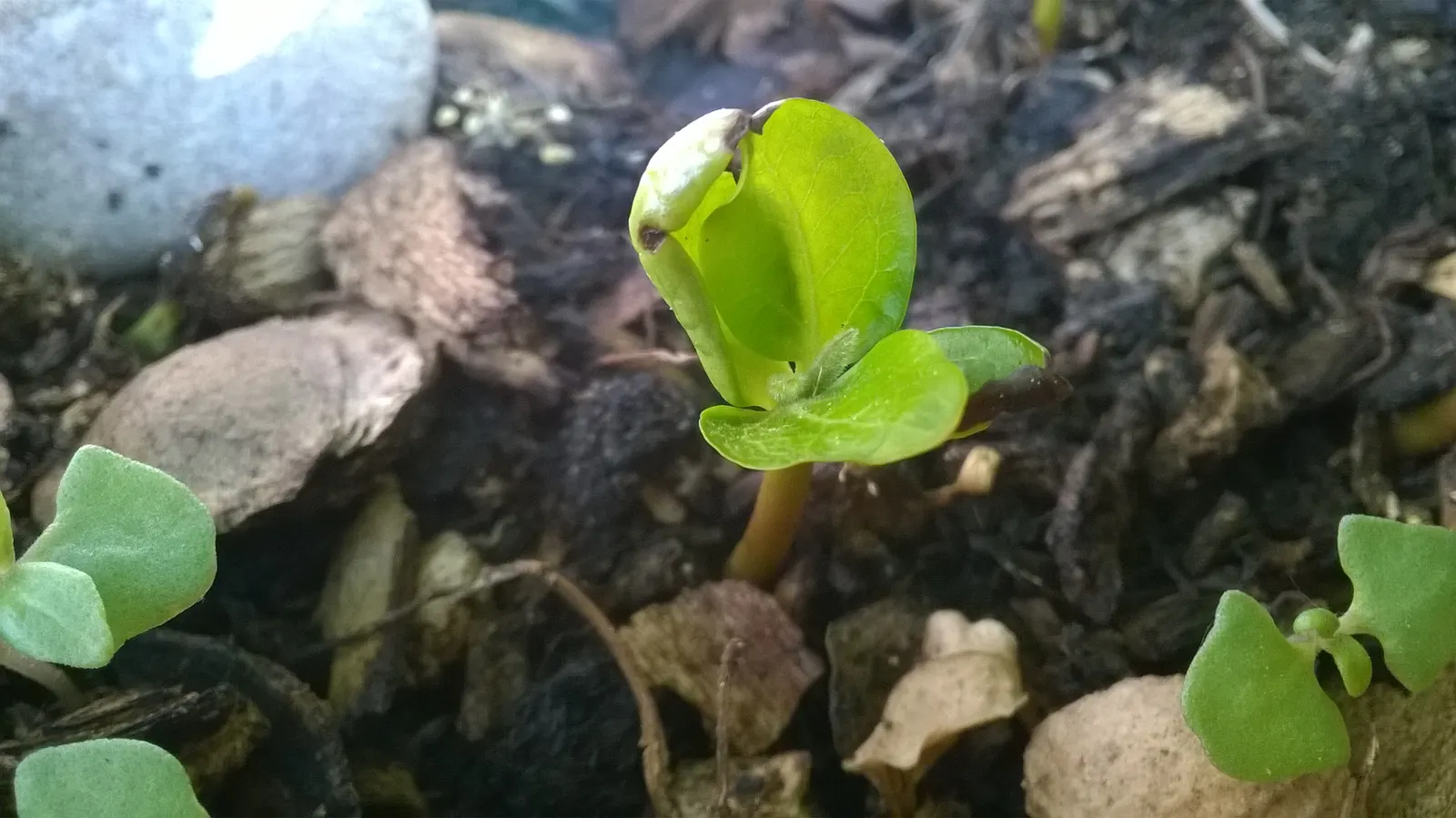 Persimmon (Diospyros Kaki) — the Persimmon tree offers a robust display of foliage from spring through summer; and persistent fruits that attract wildlife