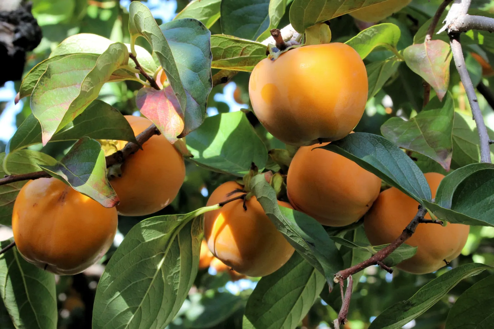 Persimmon (Diospyros Kaki) — it can stand at an impressive height of 20 to 30 feet with a similar spread; ripening to a rich orange.<br><br>A hardy, image 65