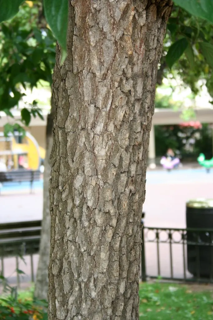 Persimmon (Diospyros Kaki) — followed by moderate watering once established, image 50