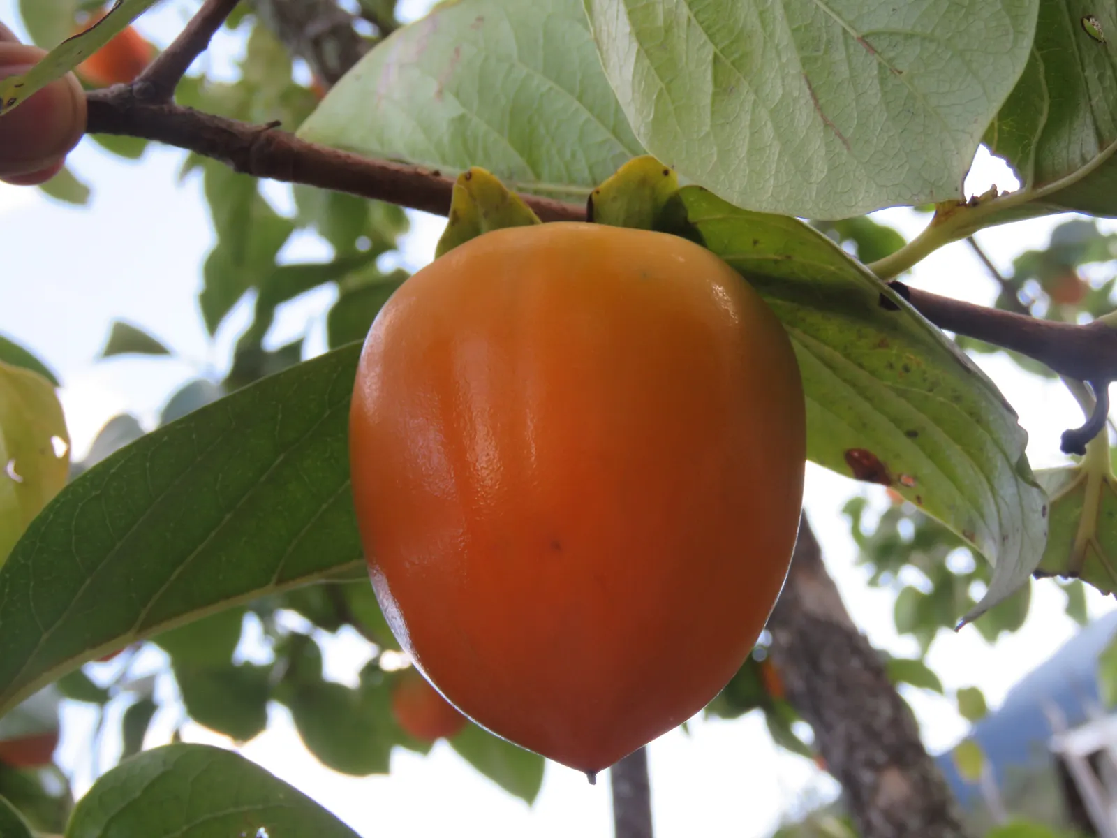 Persimmon (Diospyros Kaki) — ripening to a rich orange.<br><br>A hardy specimen; is a deciduous tree celebrated for its vibrant autumn foliage and sweet