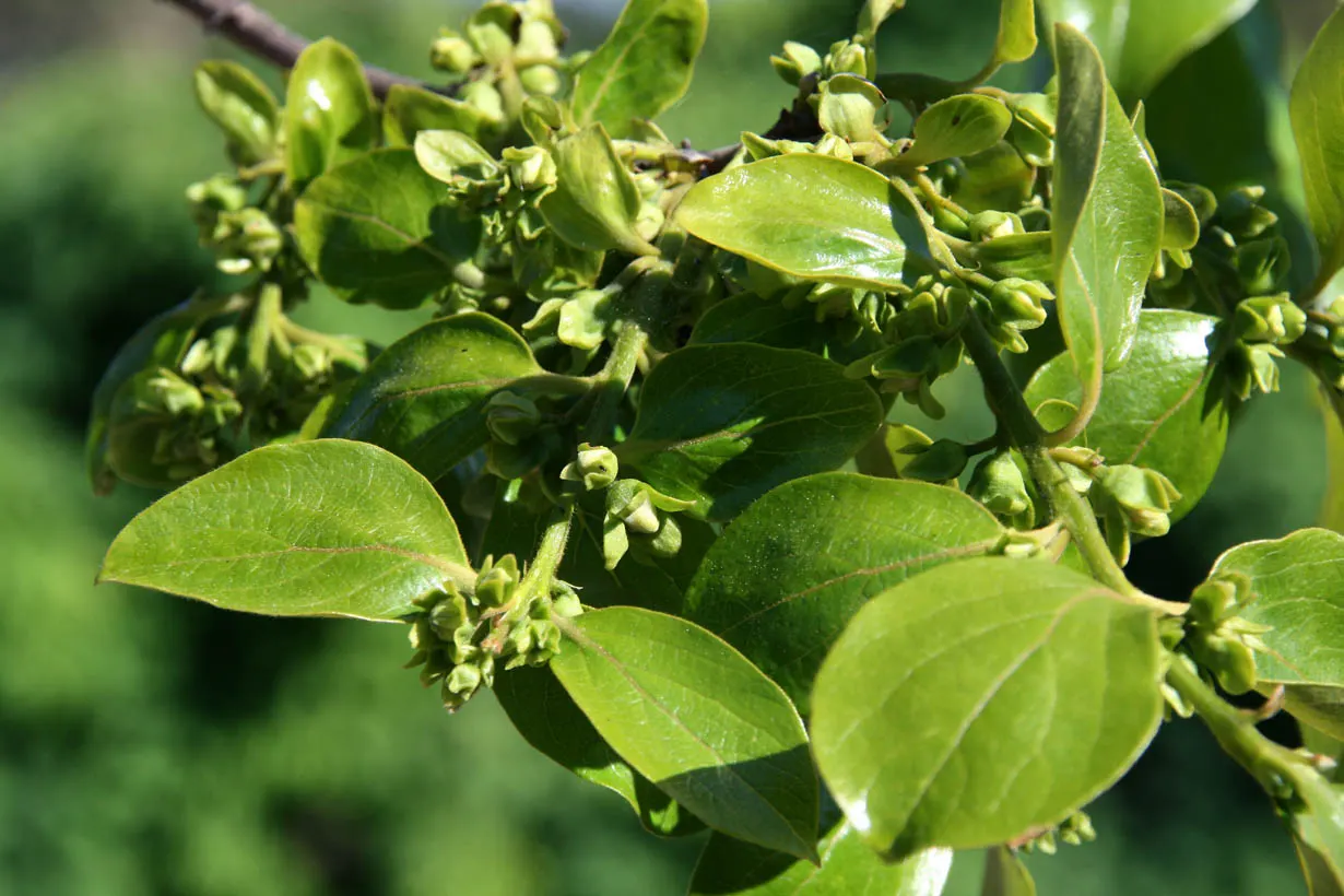 Persimmon (Diospyros Kaki) — followed by moderate watering once established