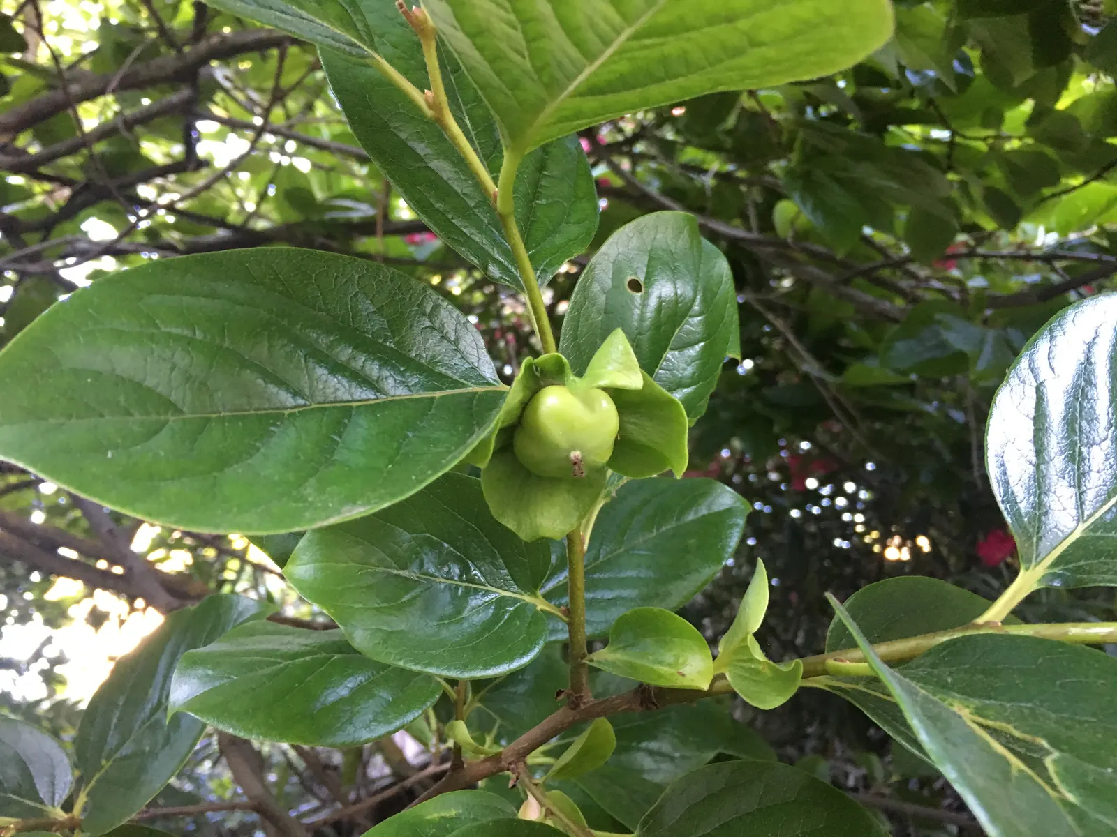 Persimmon (Diospyros Kaki) — which range from 1 to 6 inches in diameter; providing a stunning visual interest