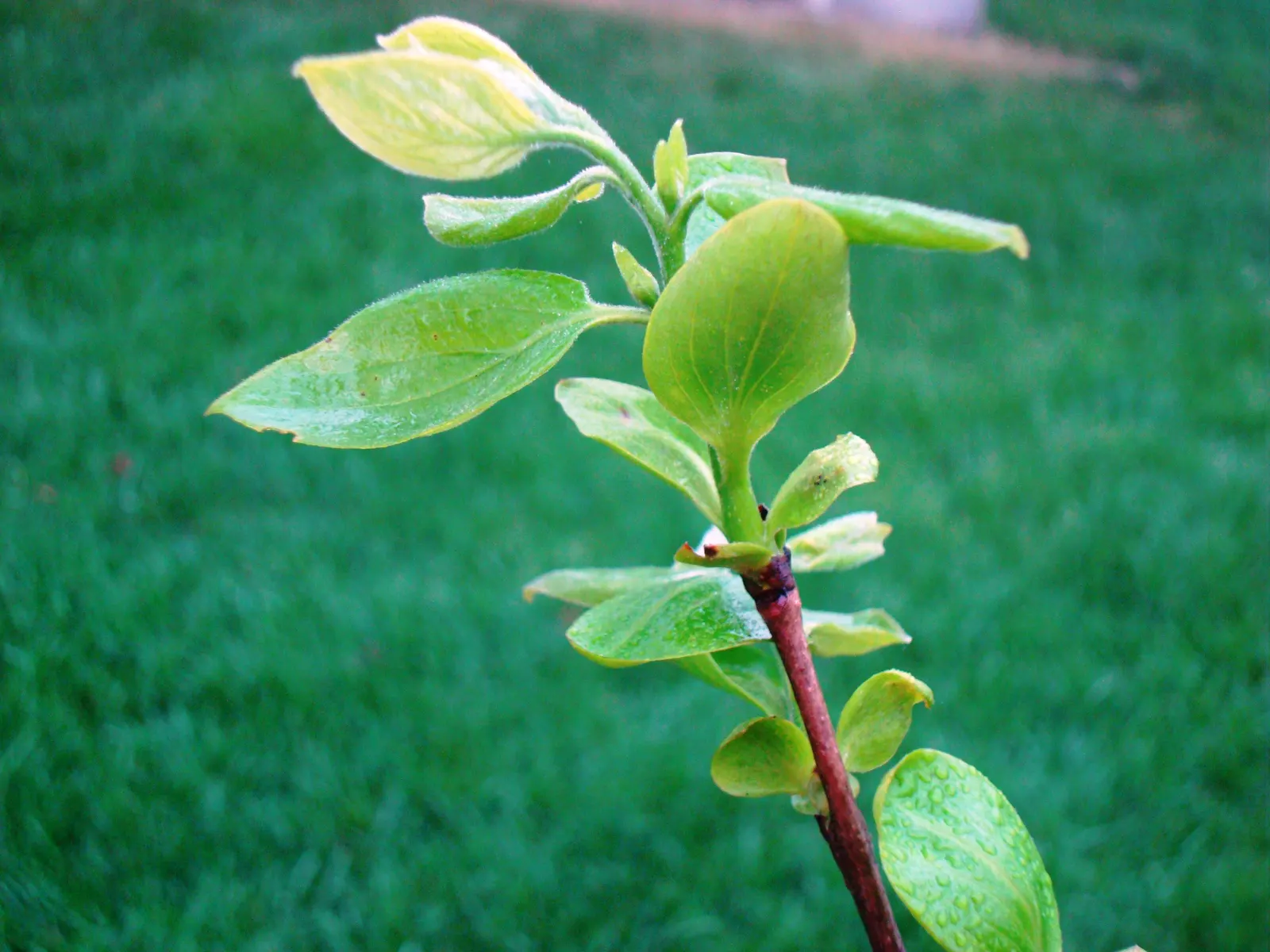 Persimmon (Diospyros Kaki) — the Persimmon tree offers a robust display of foliage from spring through summer