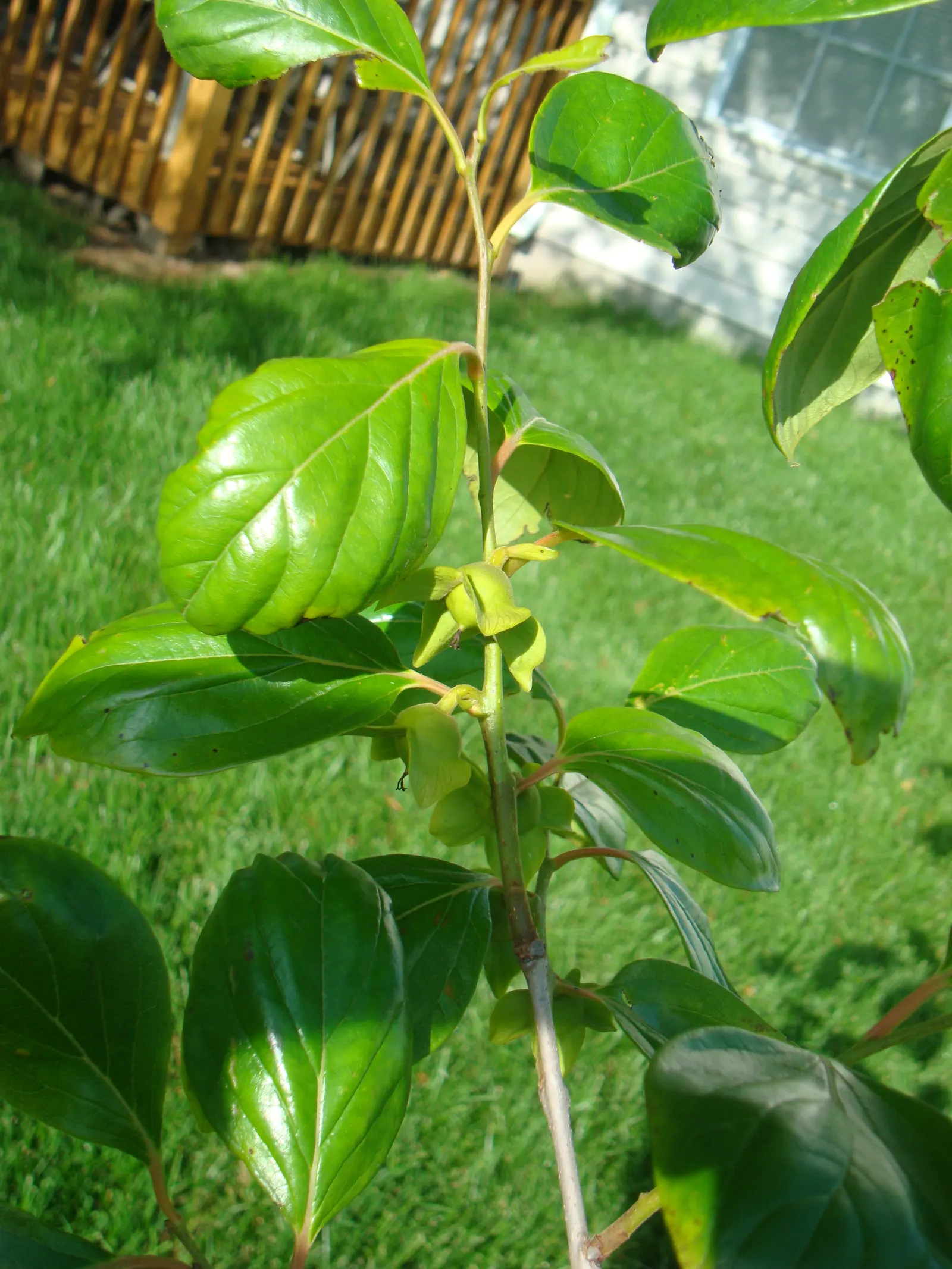 Persimmon (Diospyros Kaki) — The tree prefers well-drained soils and full sun exposure