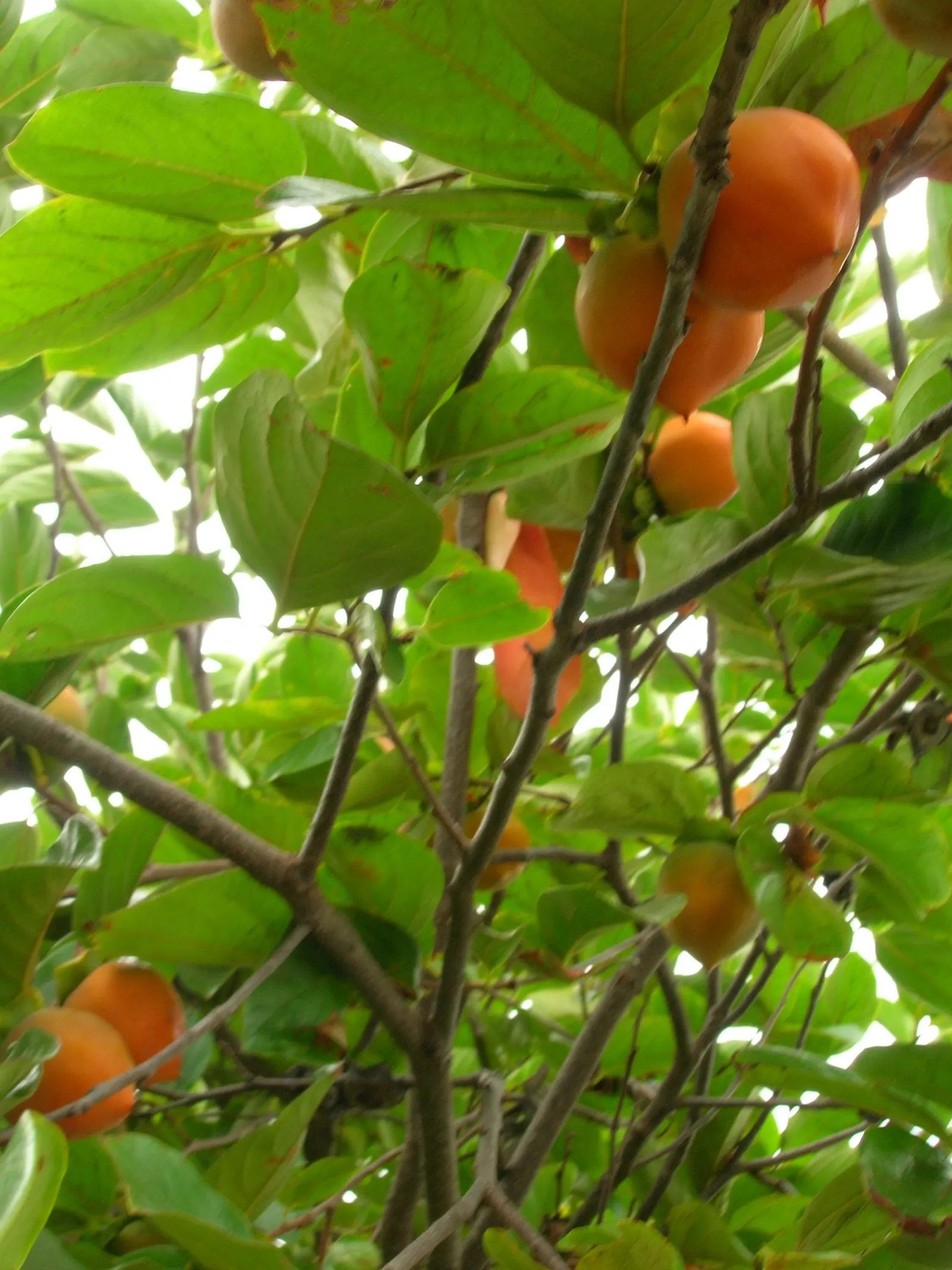 Persimmon (Diospyros Kaki) — Persimmons are hardy in USDA zones 7 through 10, image 59