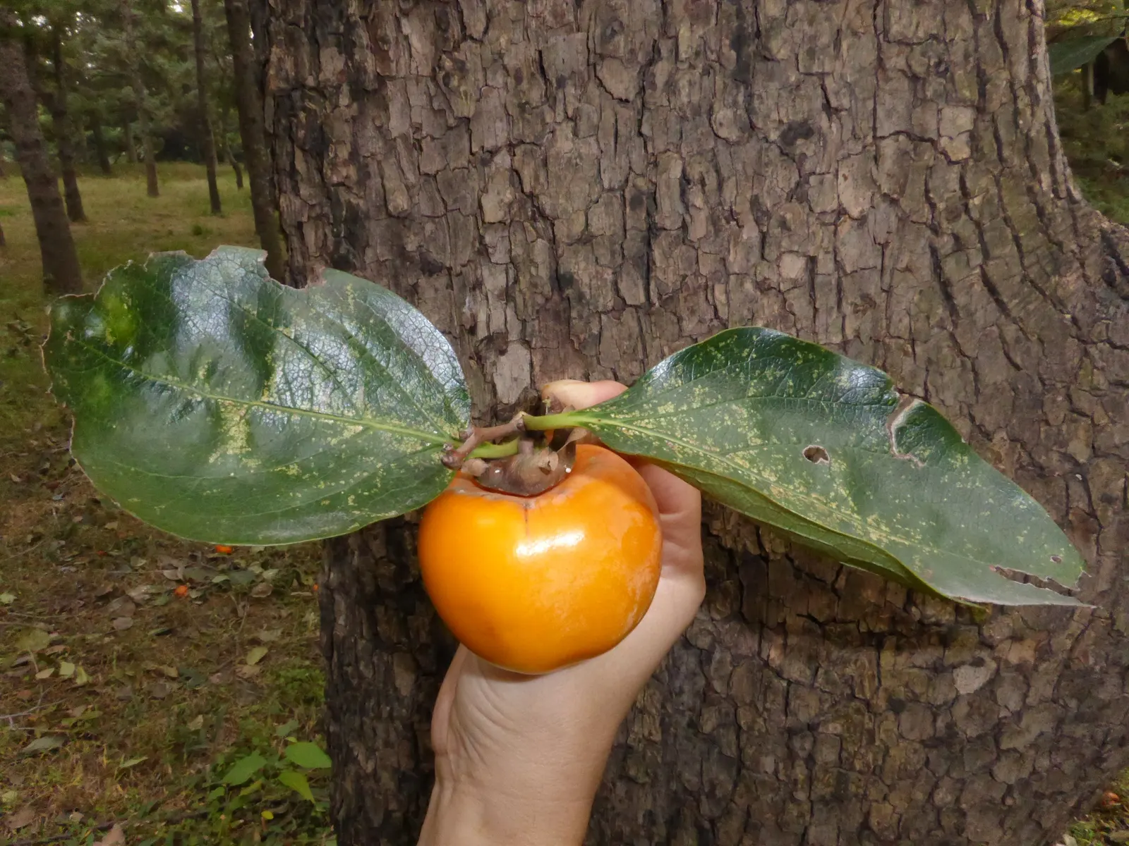 Persimmon (Diospyros Kaki) — it can stand at an impressive height of 20 to 30 feet with a similar spread